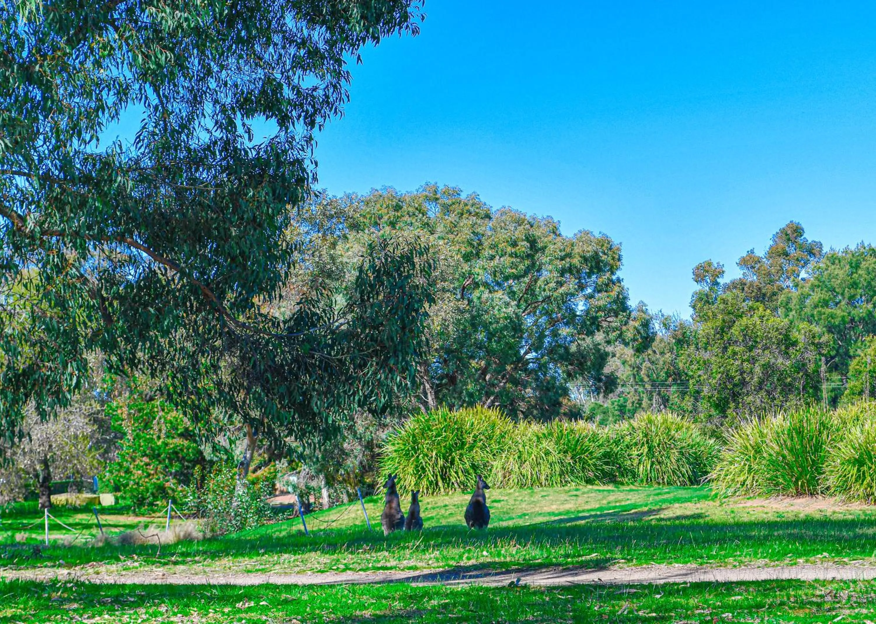 Pets in Barooga Country Inn Motel