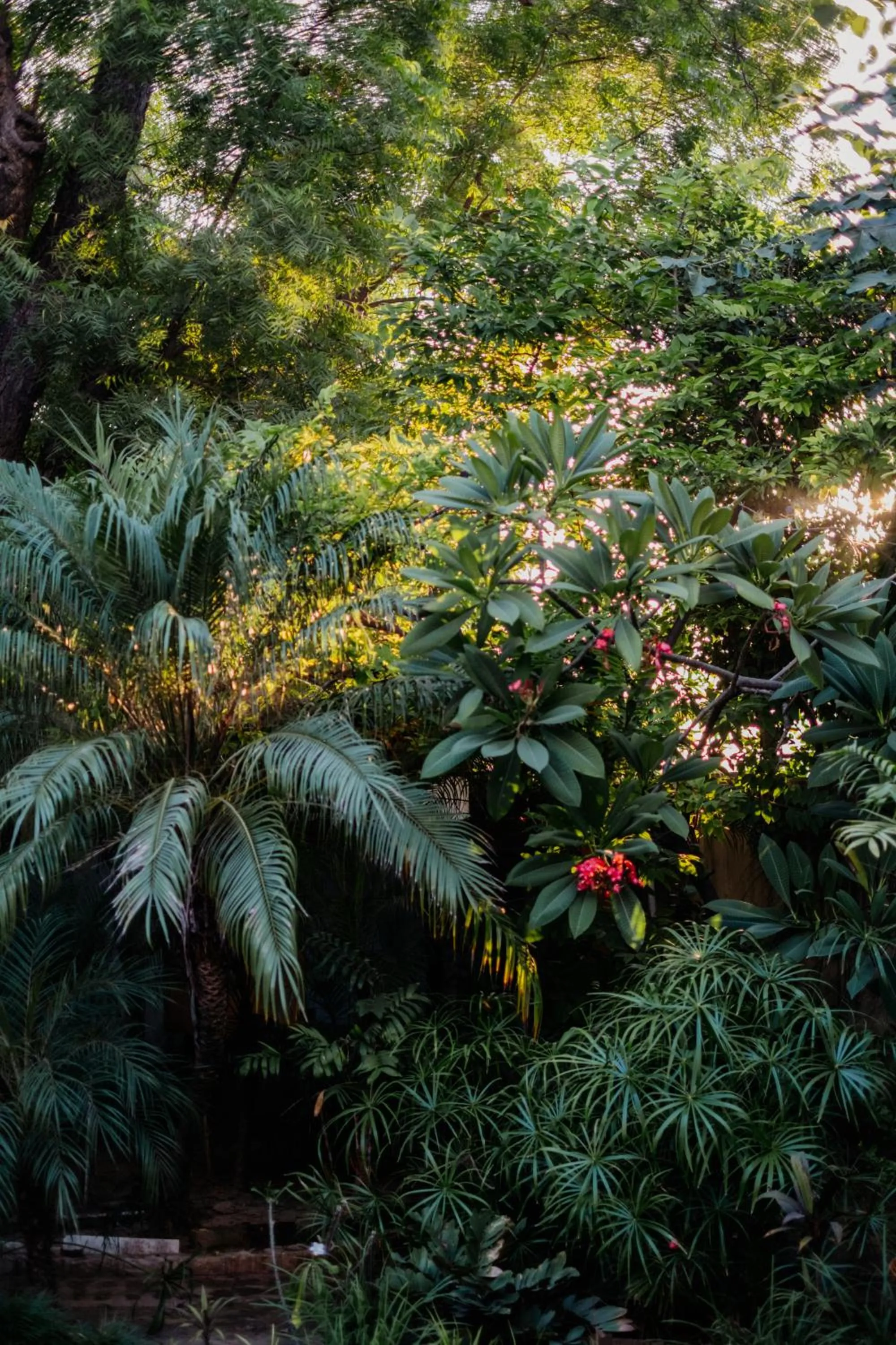 Garden in Barwara Kothi