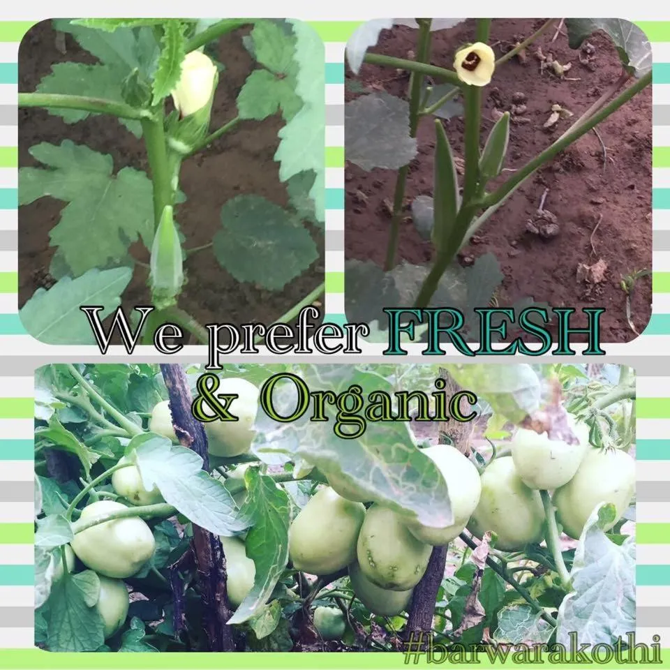 Garden in Barwara Kothi