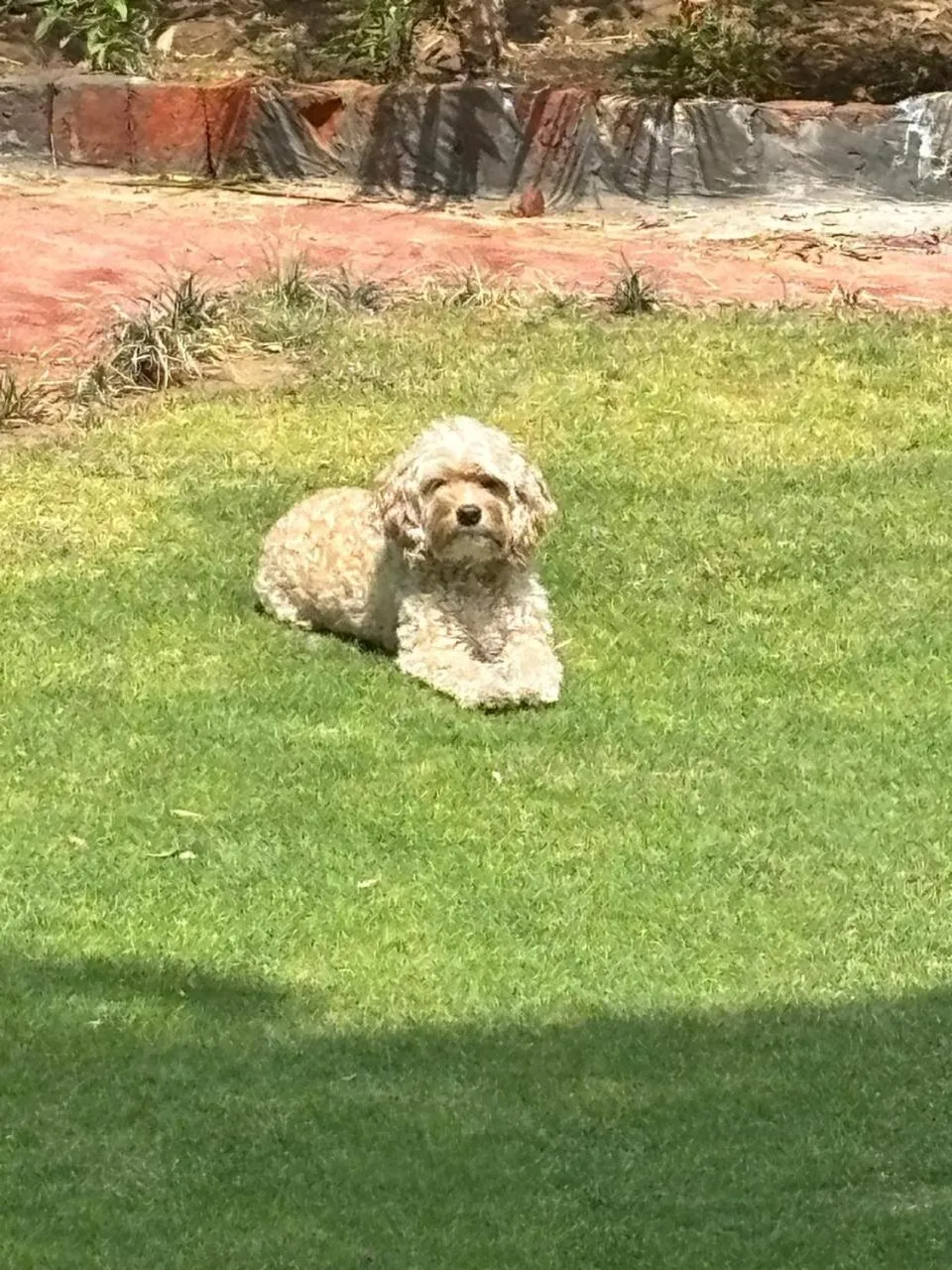 Garden in Barwara Kothi