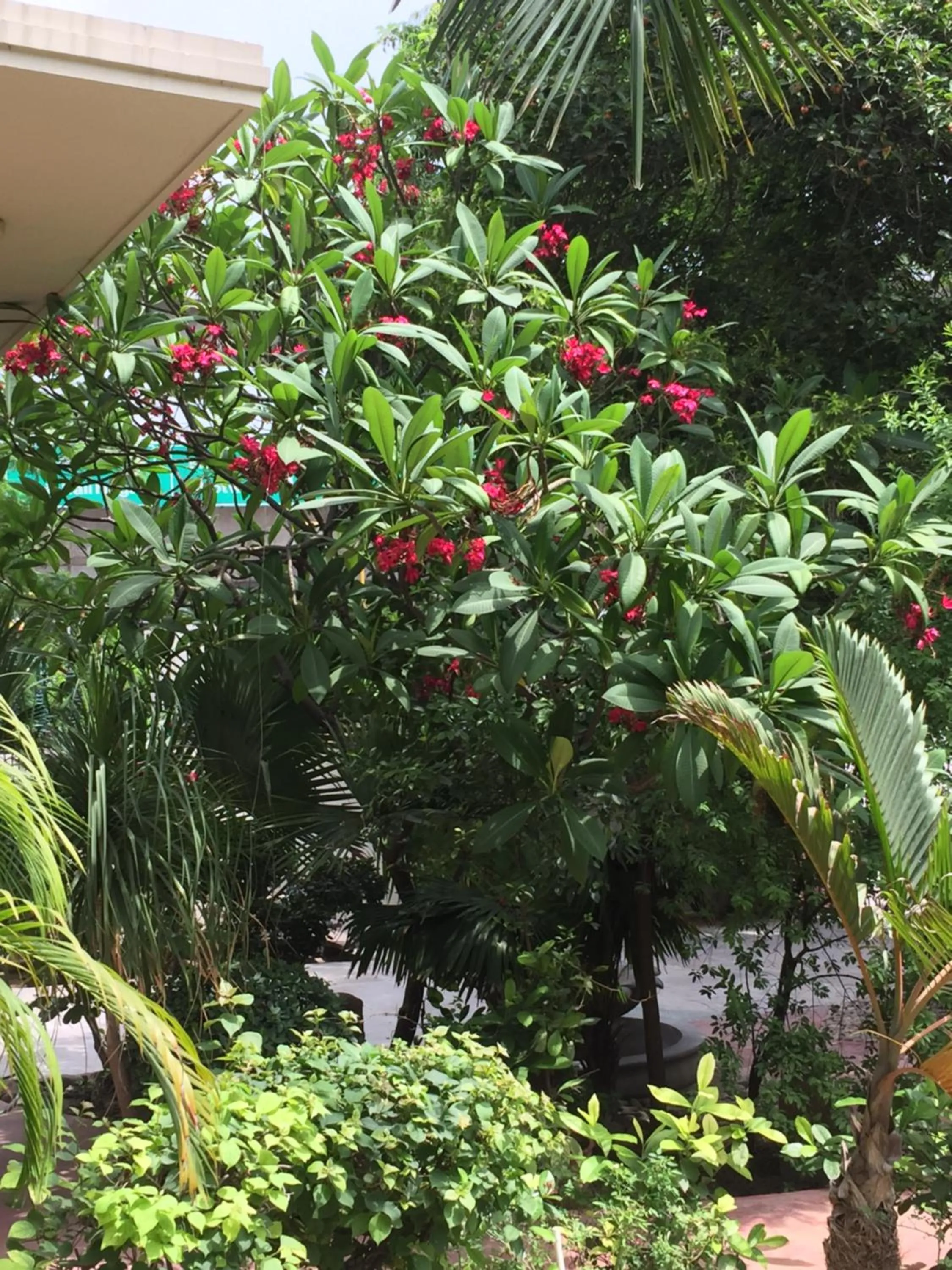 Garden in Barwara Kothi