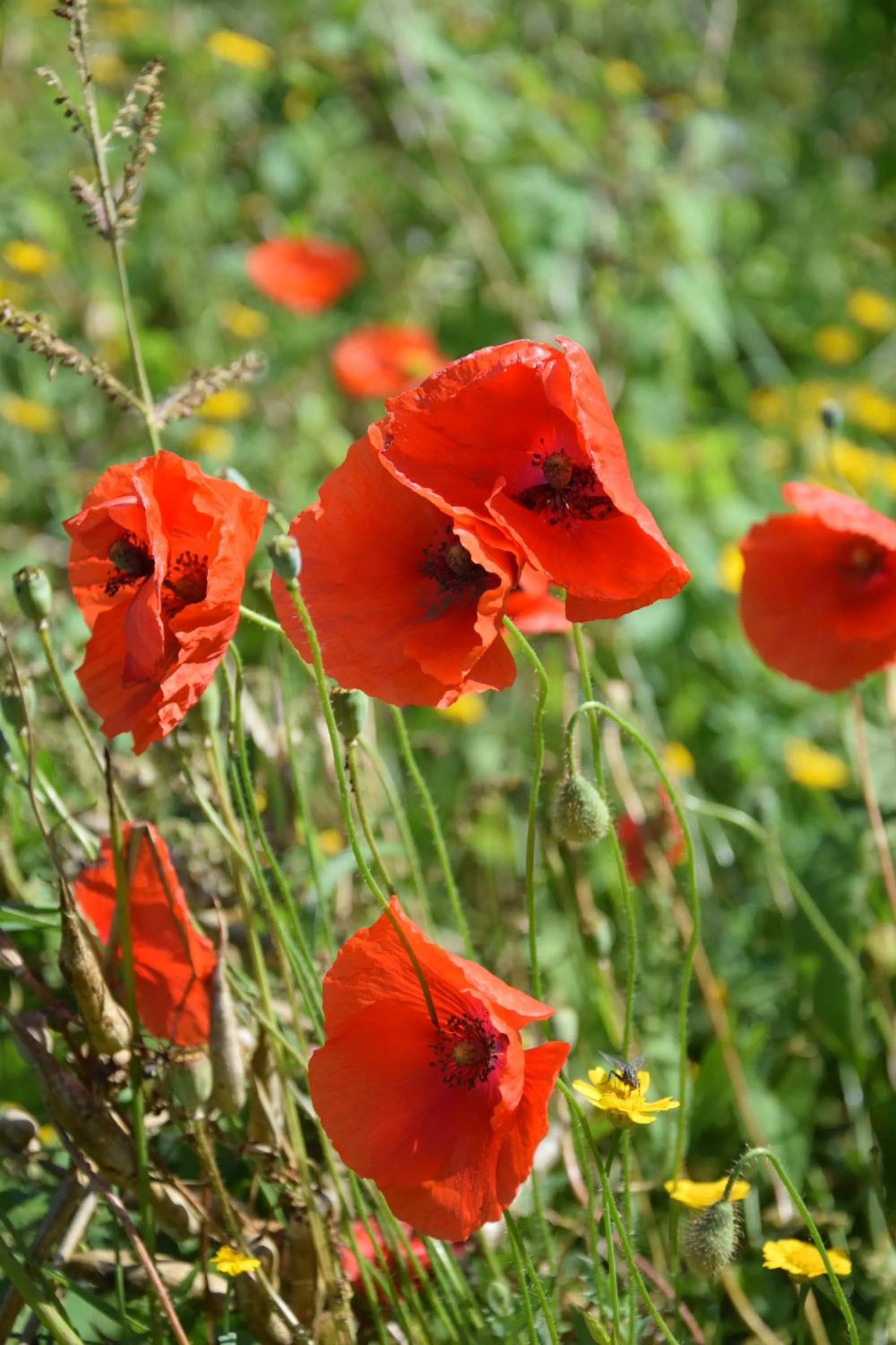 Property building in Slapen bij Uppruna