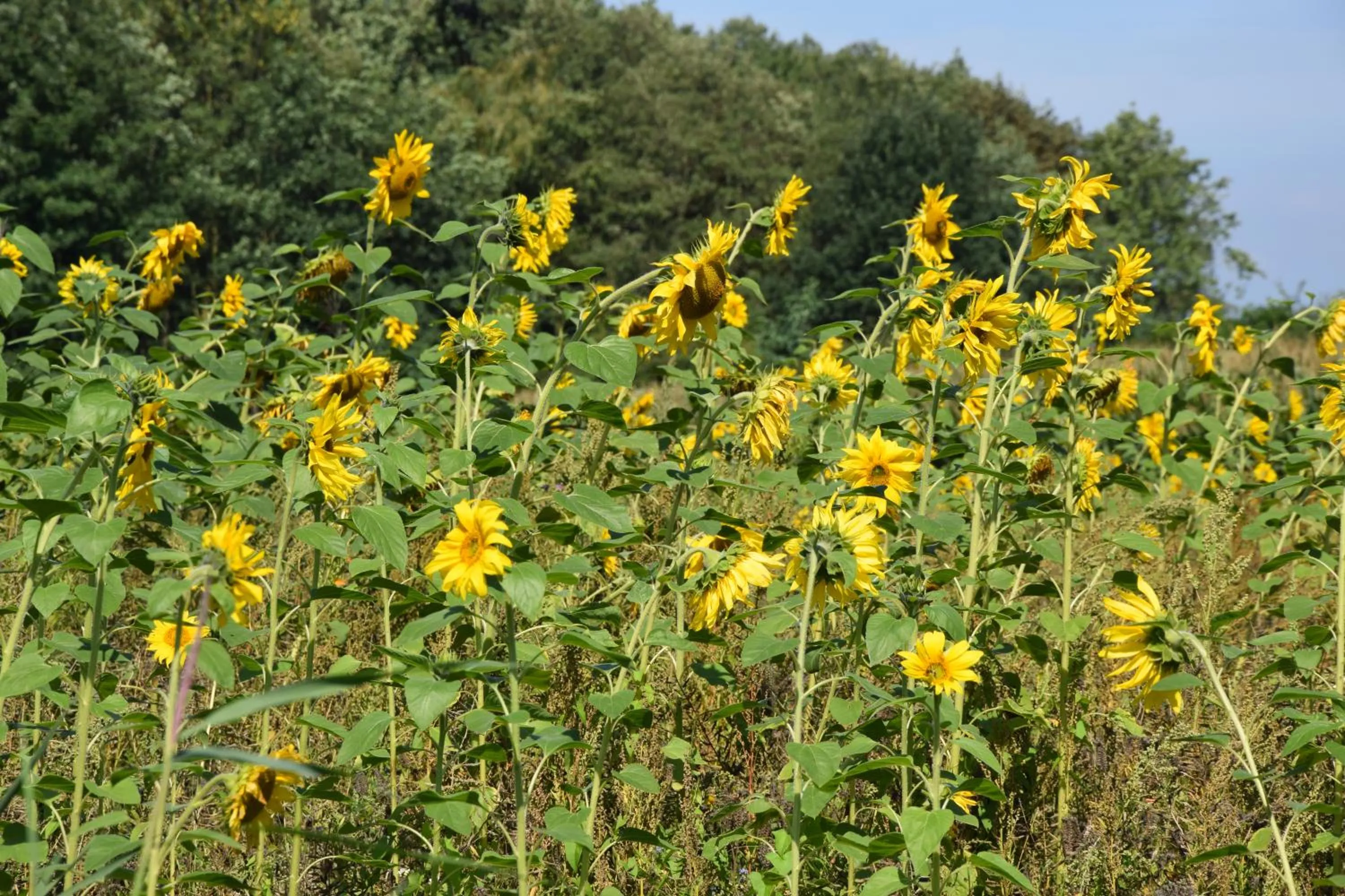 Property building in Slapen bij Uppruna