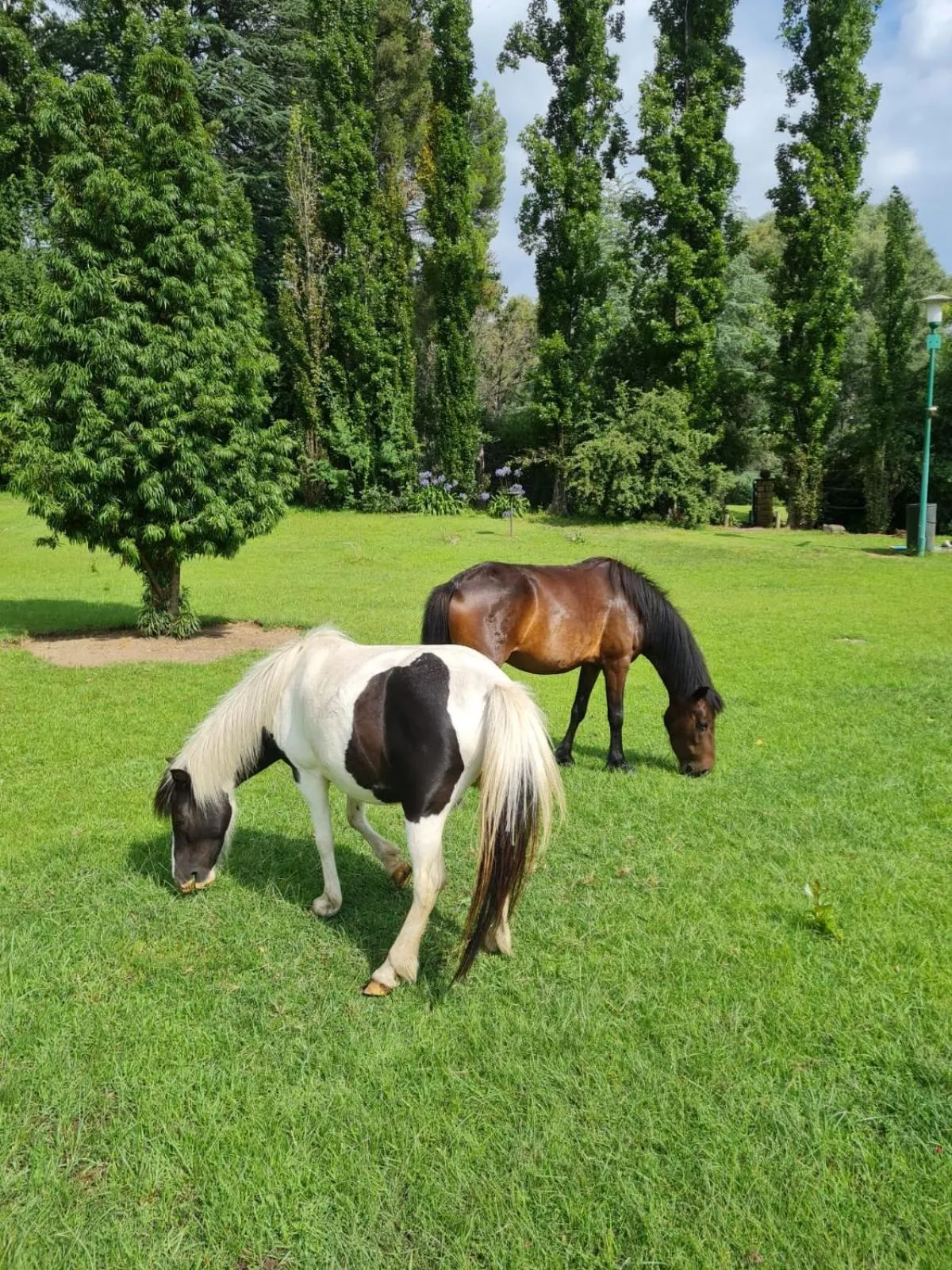 Animals in Little Rock Resort