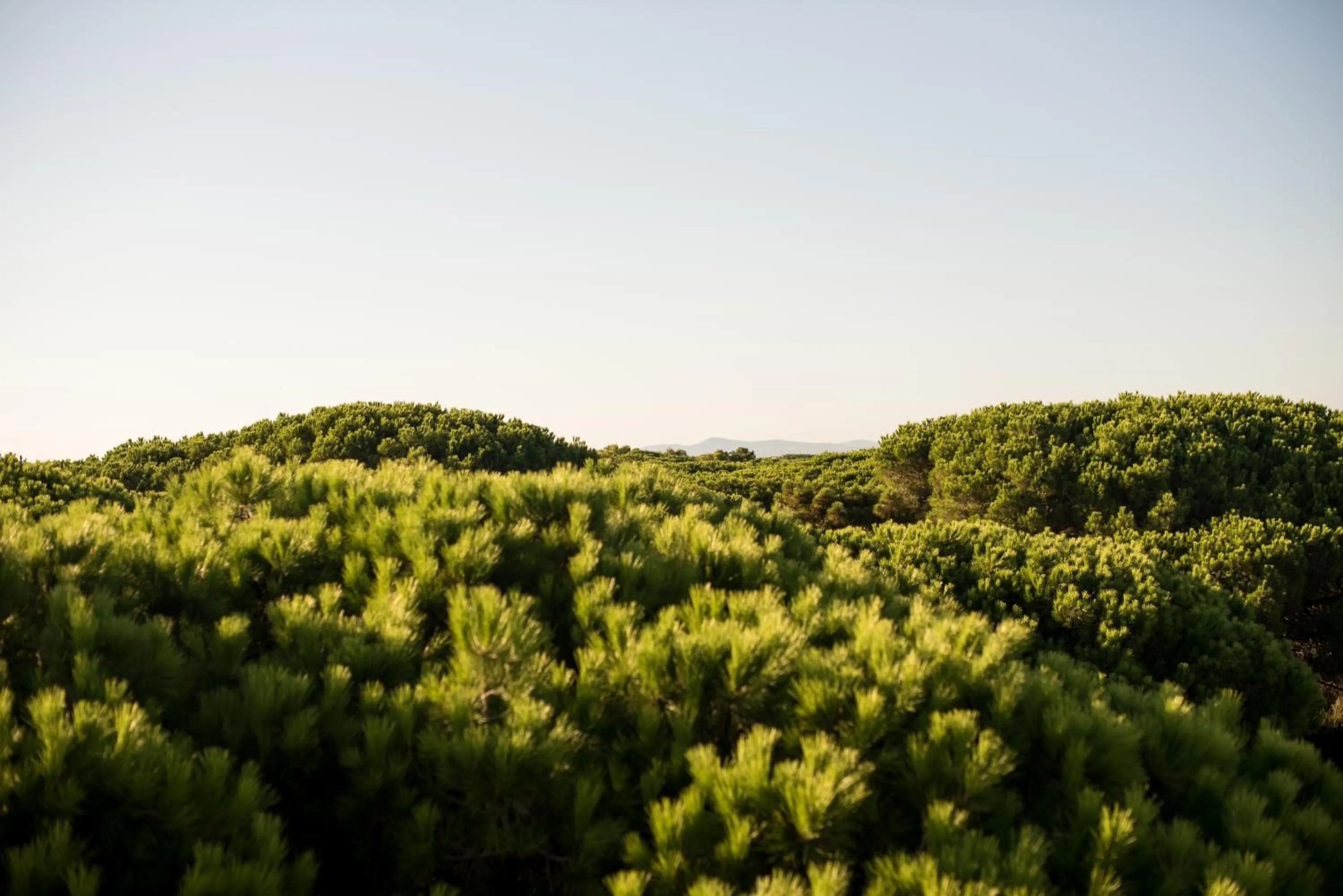 Natural landscape in CSA Hotel Beach & Park