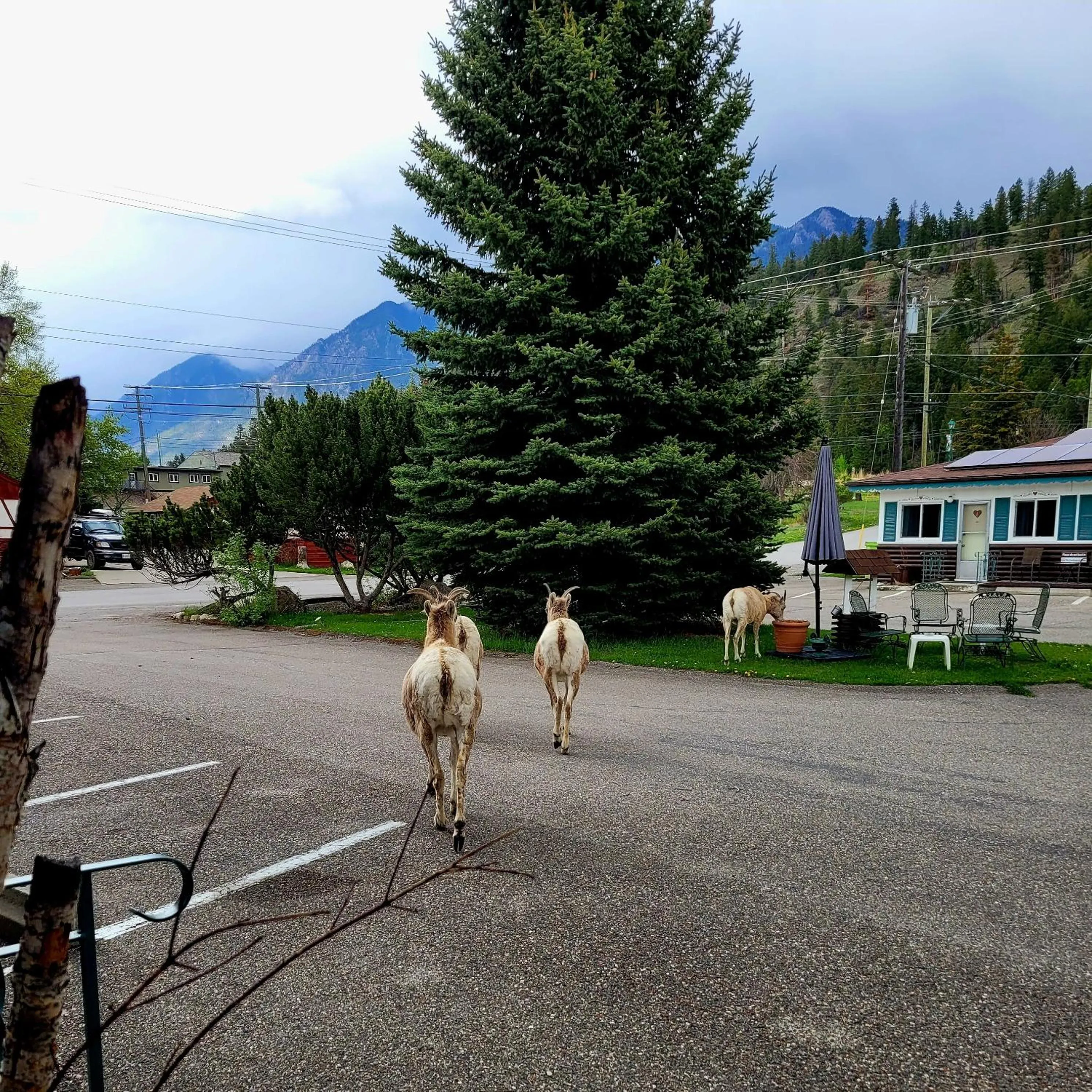 Animals in Lido Motel