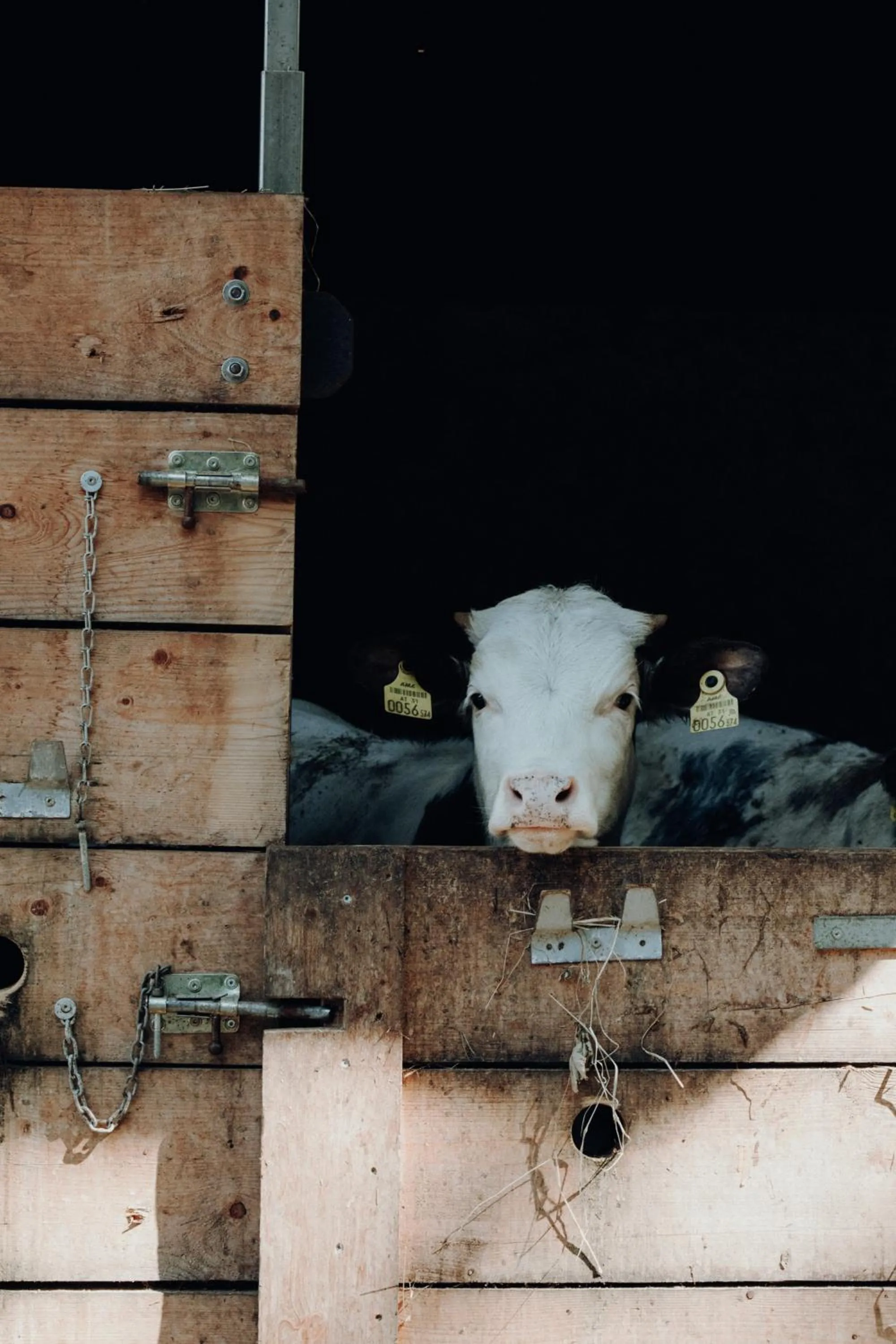 Animals in Langwies Genussherberge