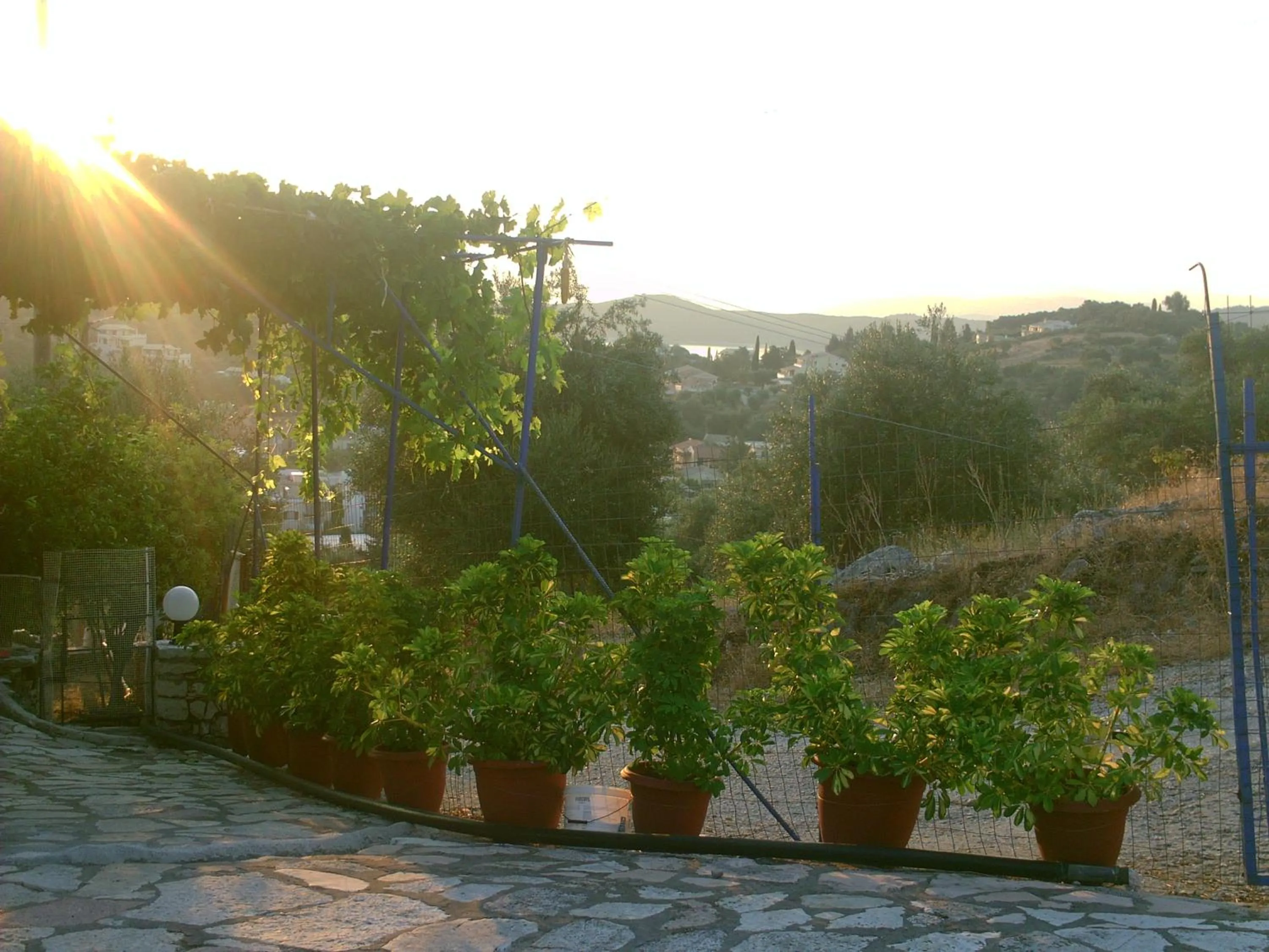 Garden in Fatiras Studios