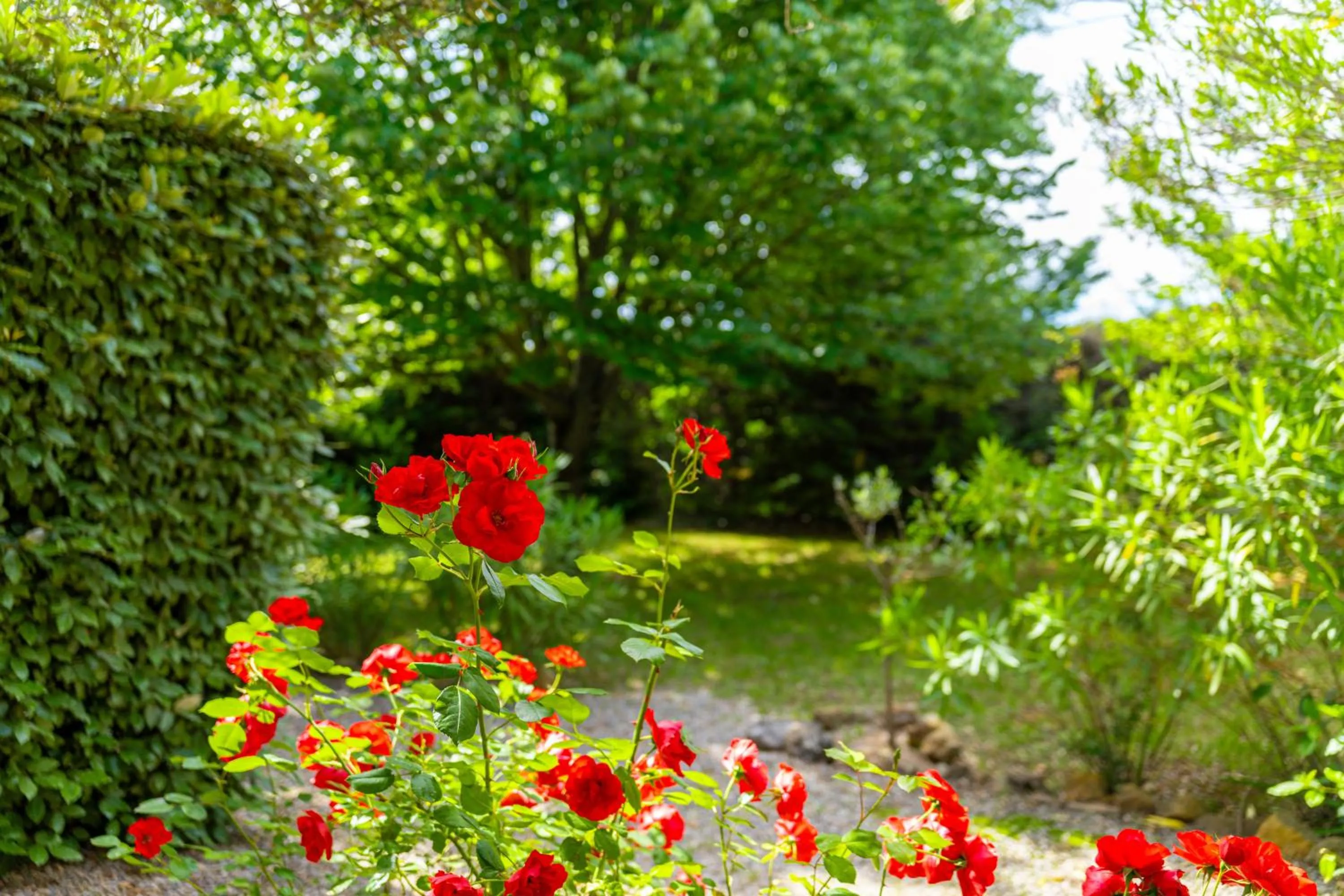 Garden in Hotel Les Oliviers