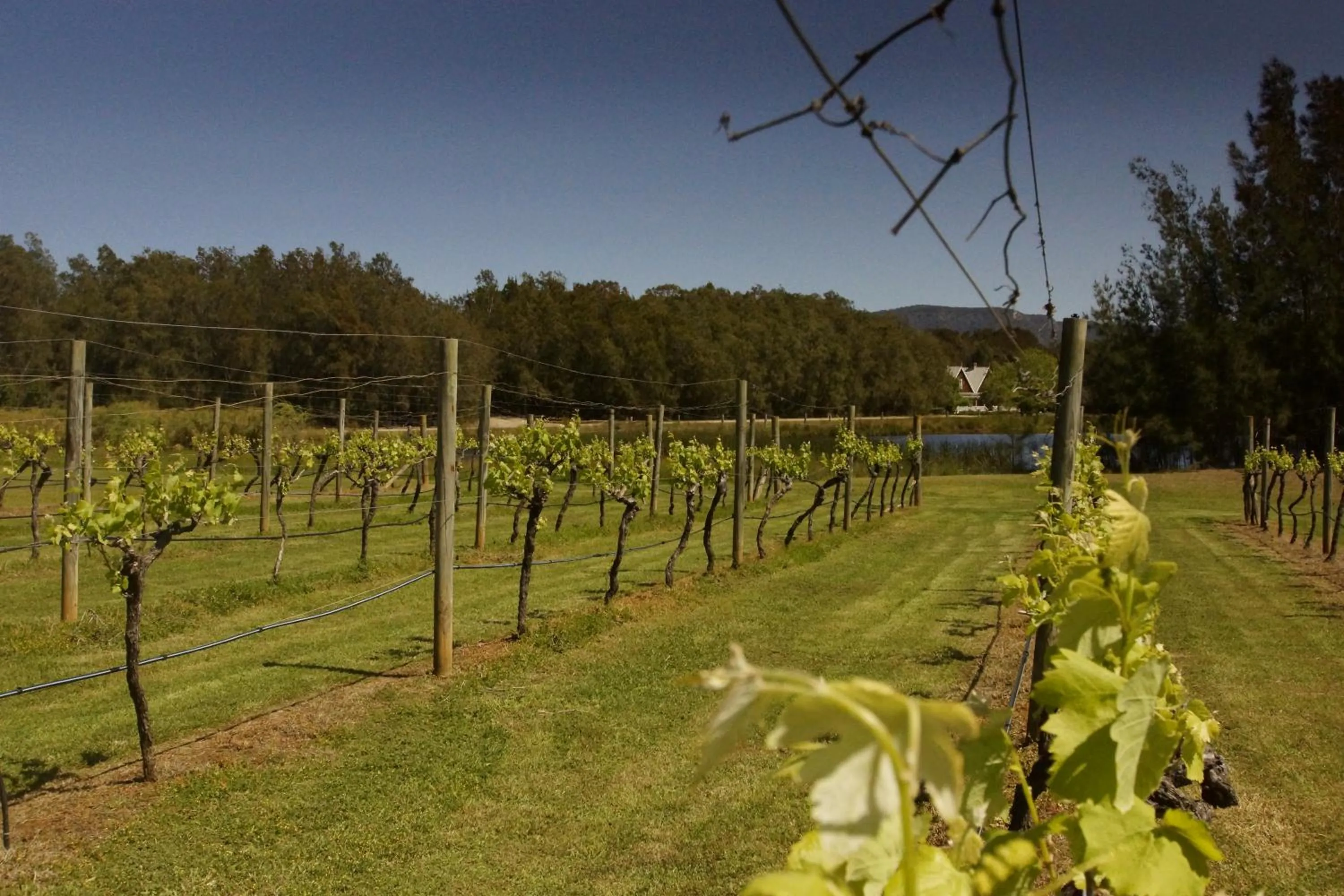 Natural landscape in The Carriages Boutique Hotel and Vineyard