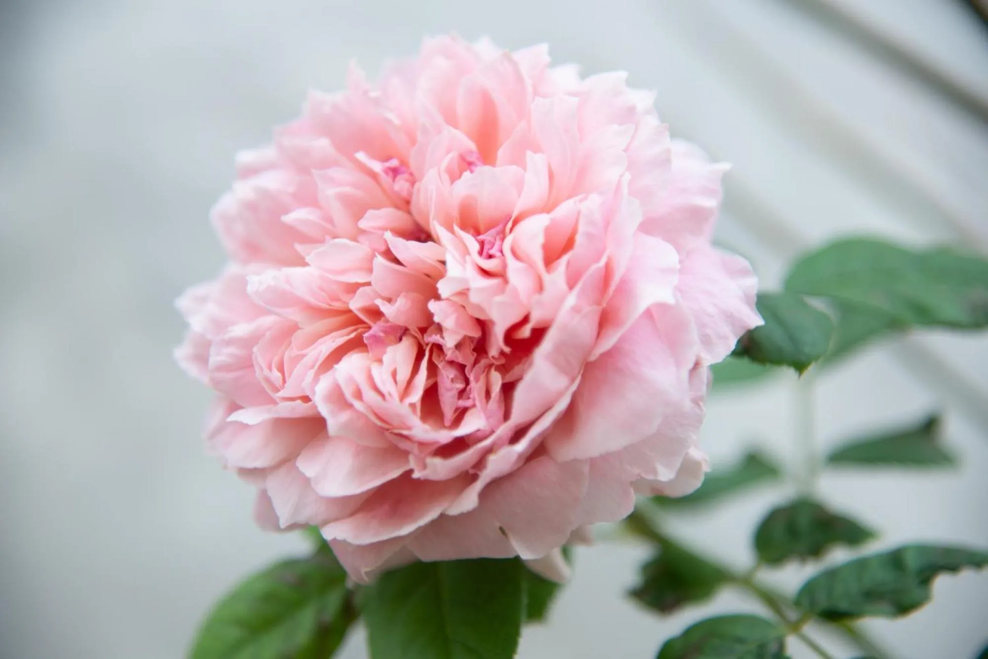 Garden in Suan Sook Homestay