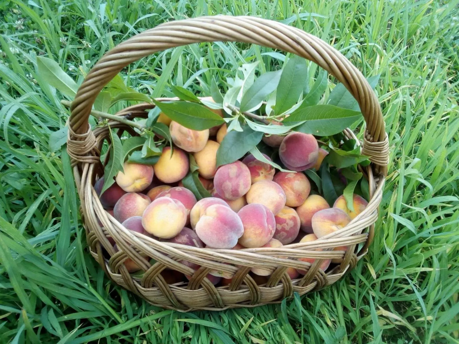 Food close-up in Pałac w Małkowie
