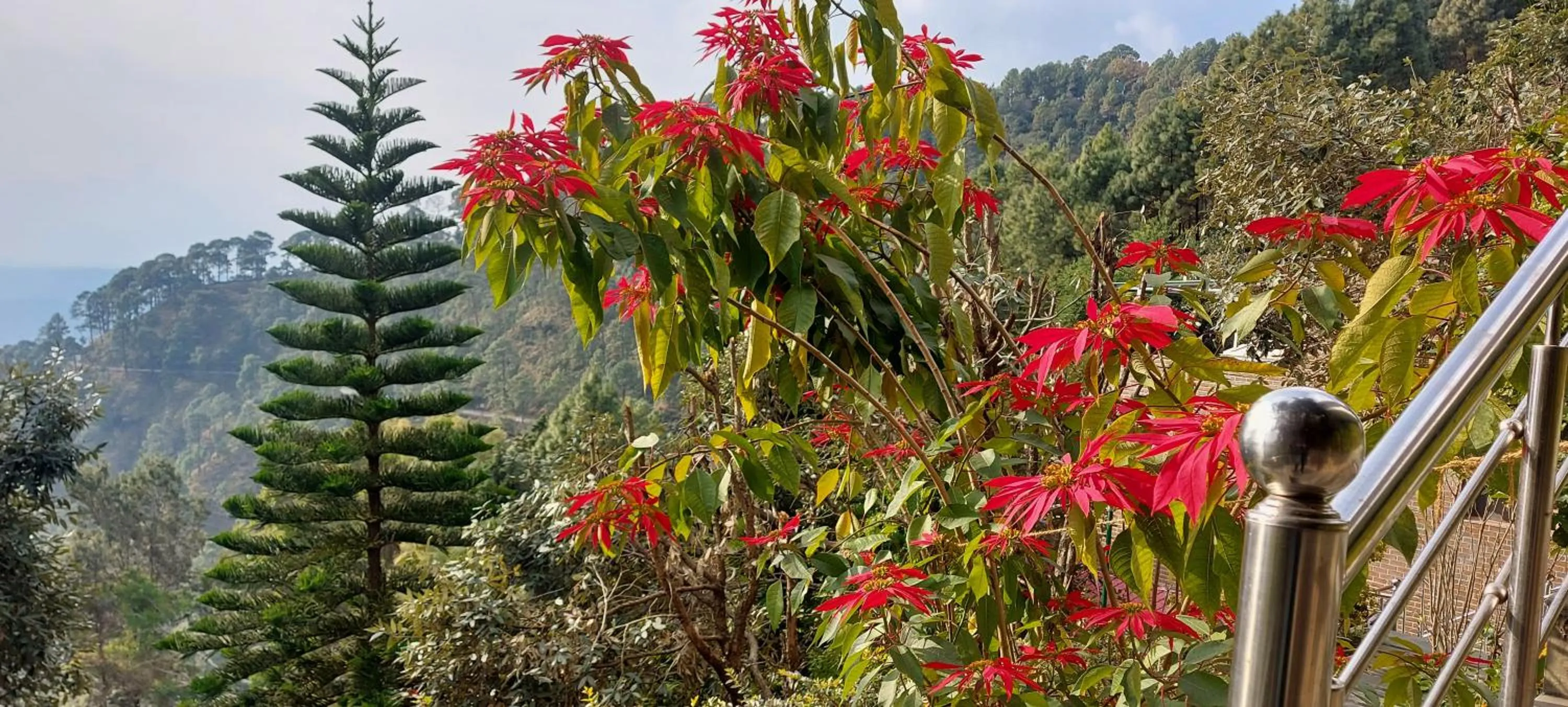 Garden in Blue Pine Resort