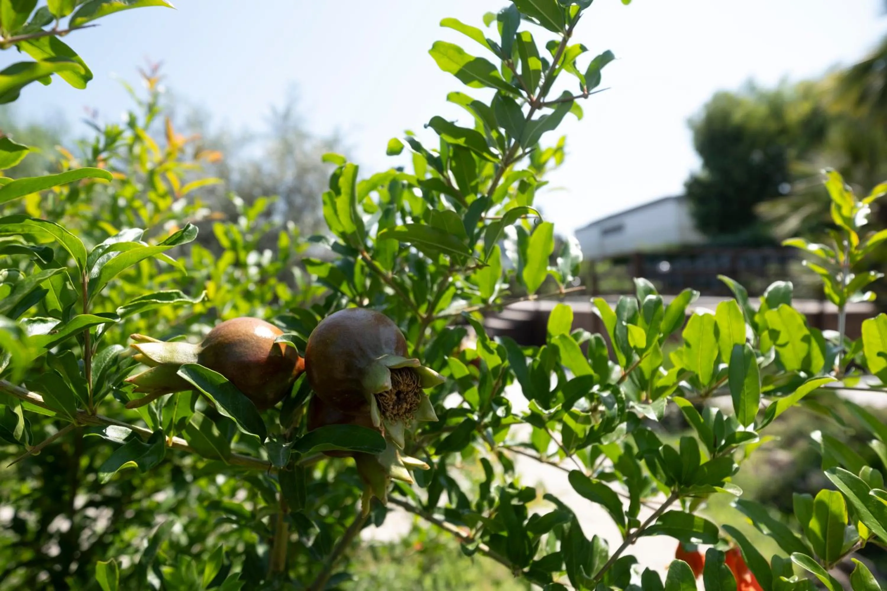 Garden in Residence O'Sole Mio Pompei