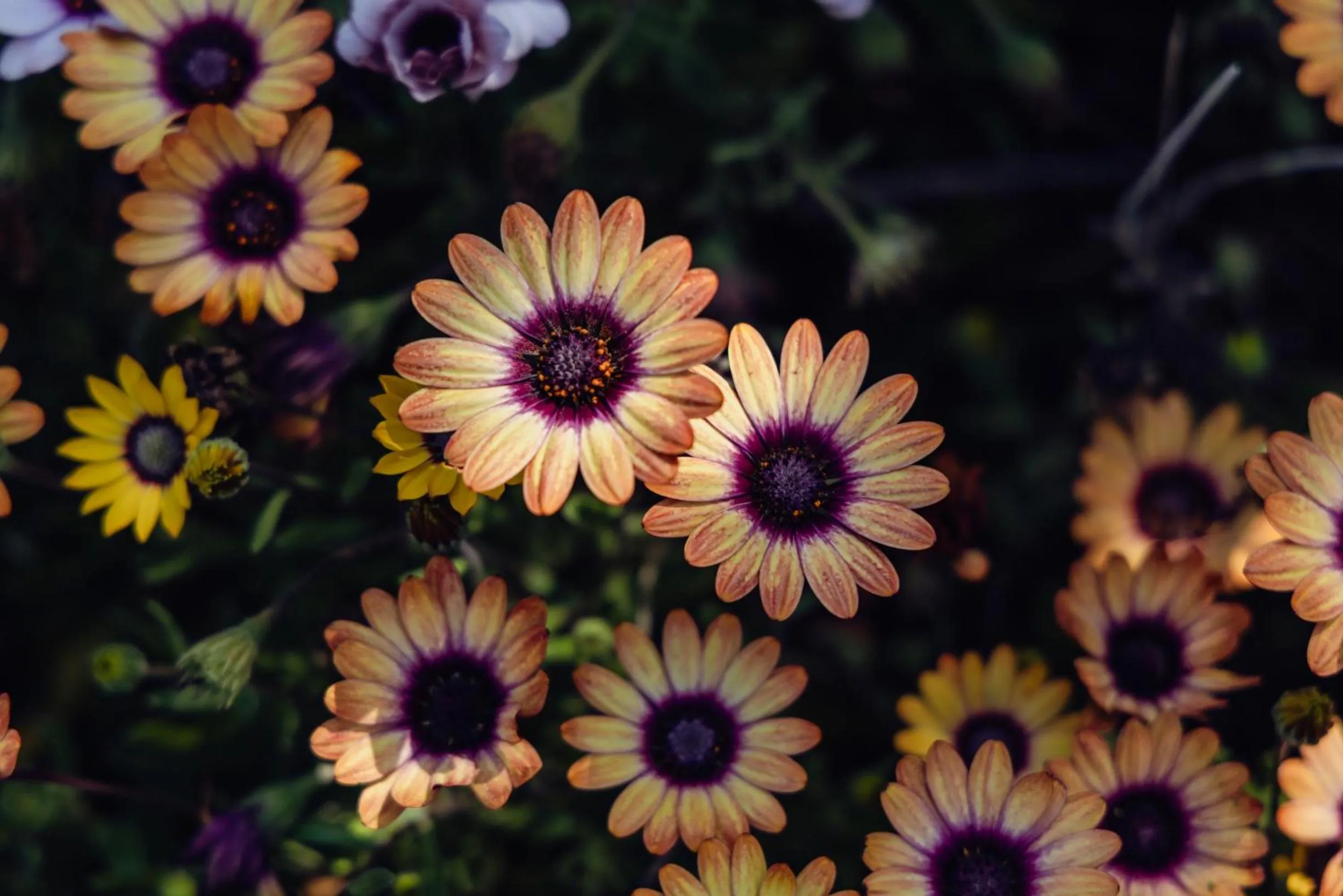 Garden in Residence O'Sole Mio Pompei