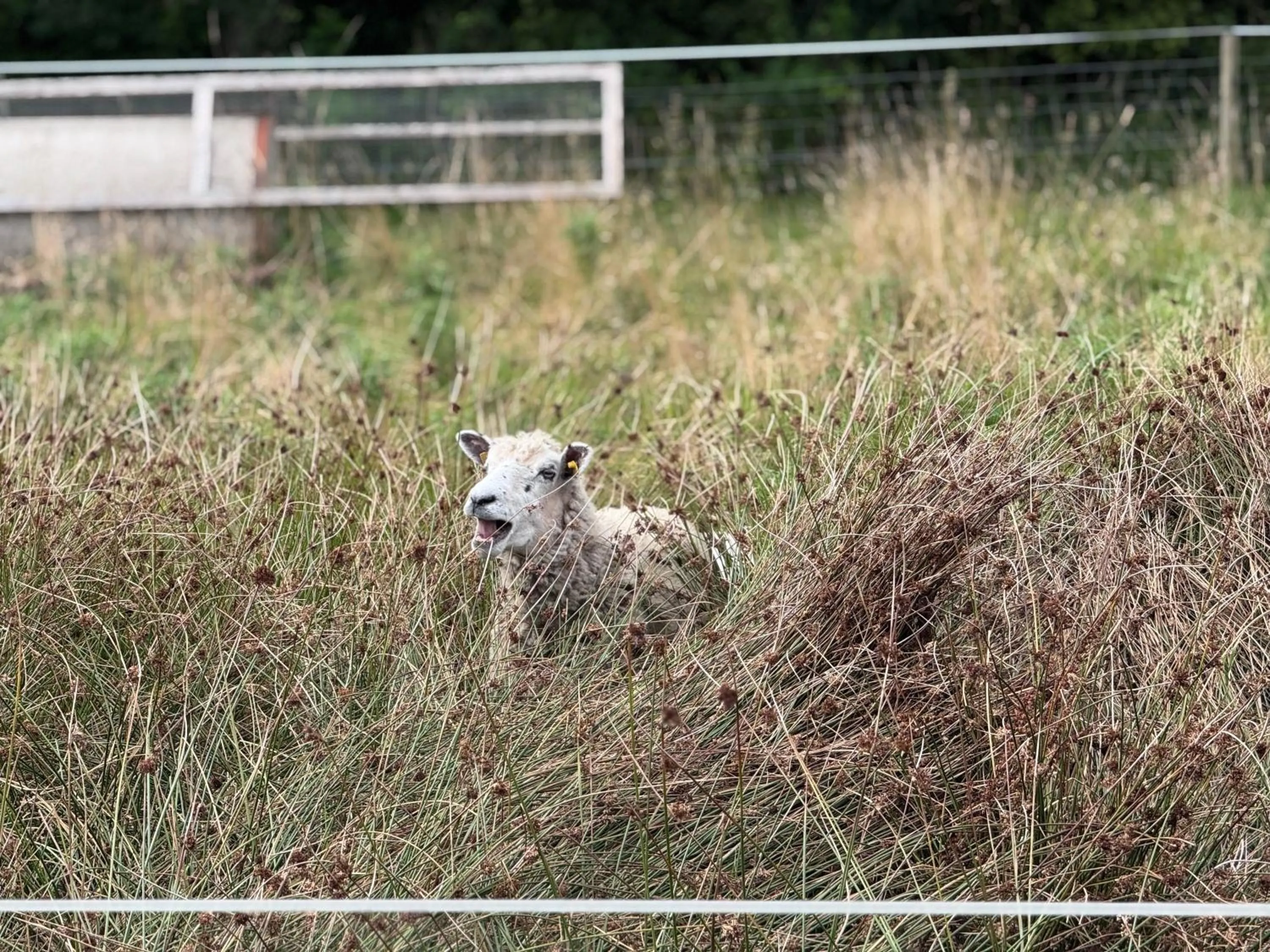 Animals in Pension Lærkelill
