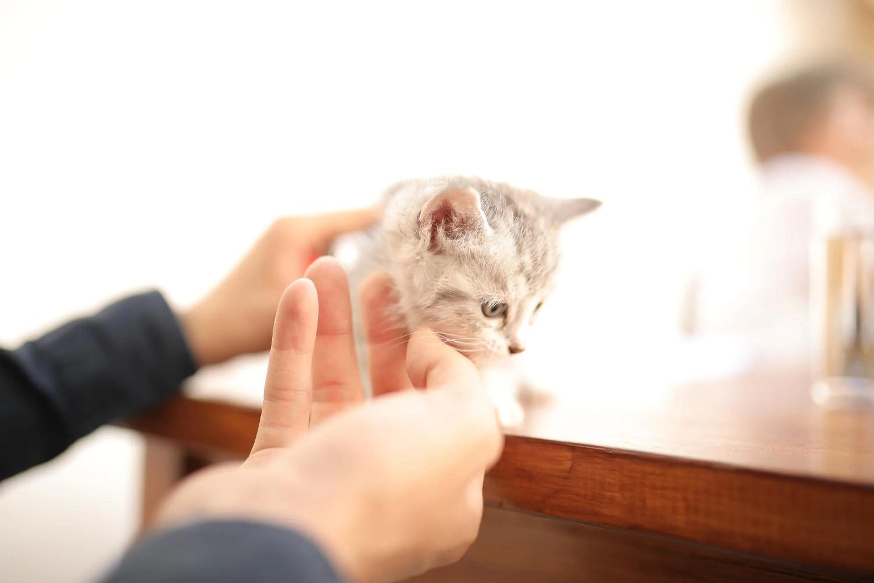 Pets in Melekli Konak