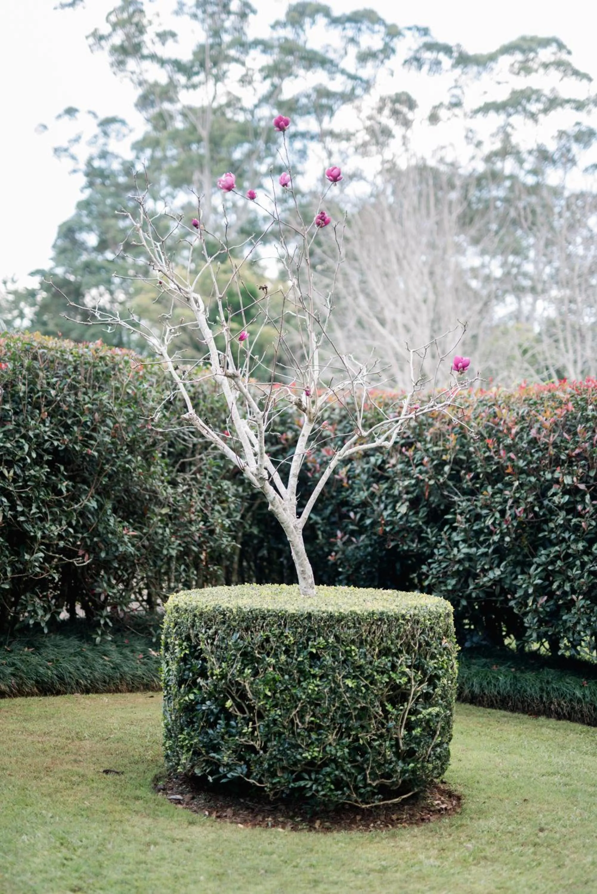 Garden in Shambala Estate Cottages