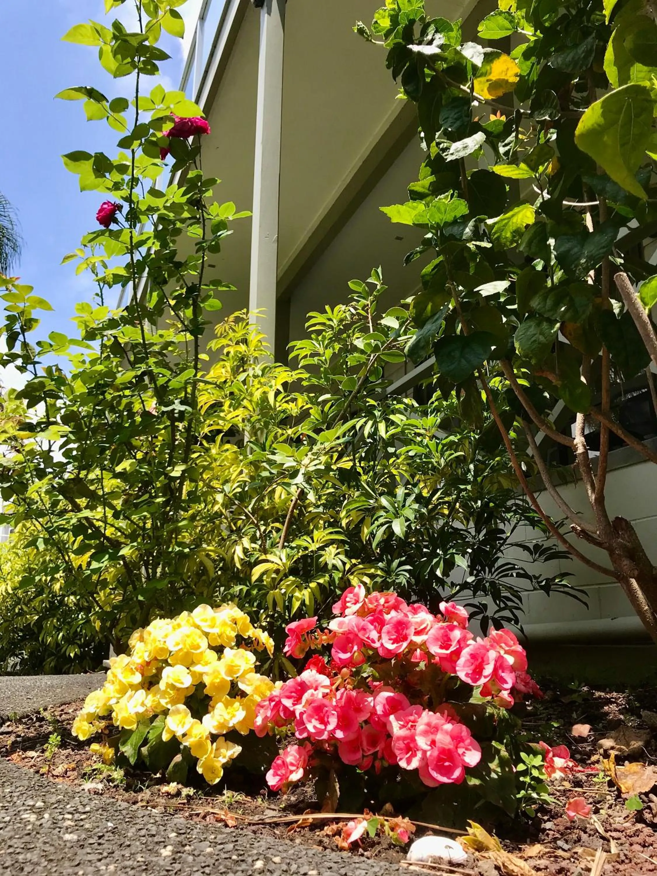 Garden in Bounty Motel