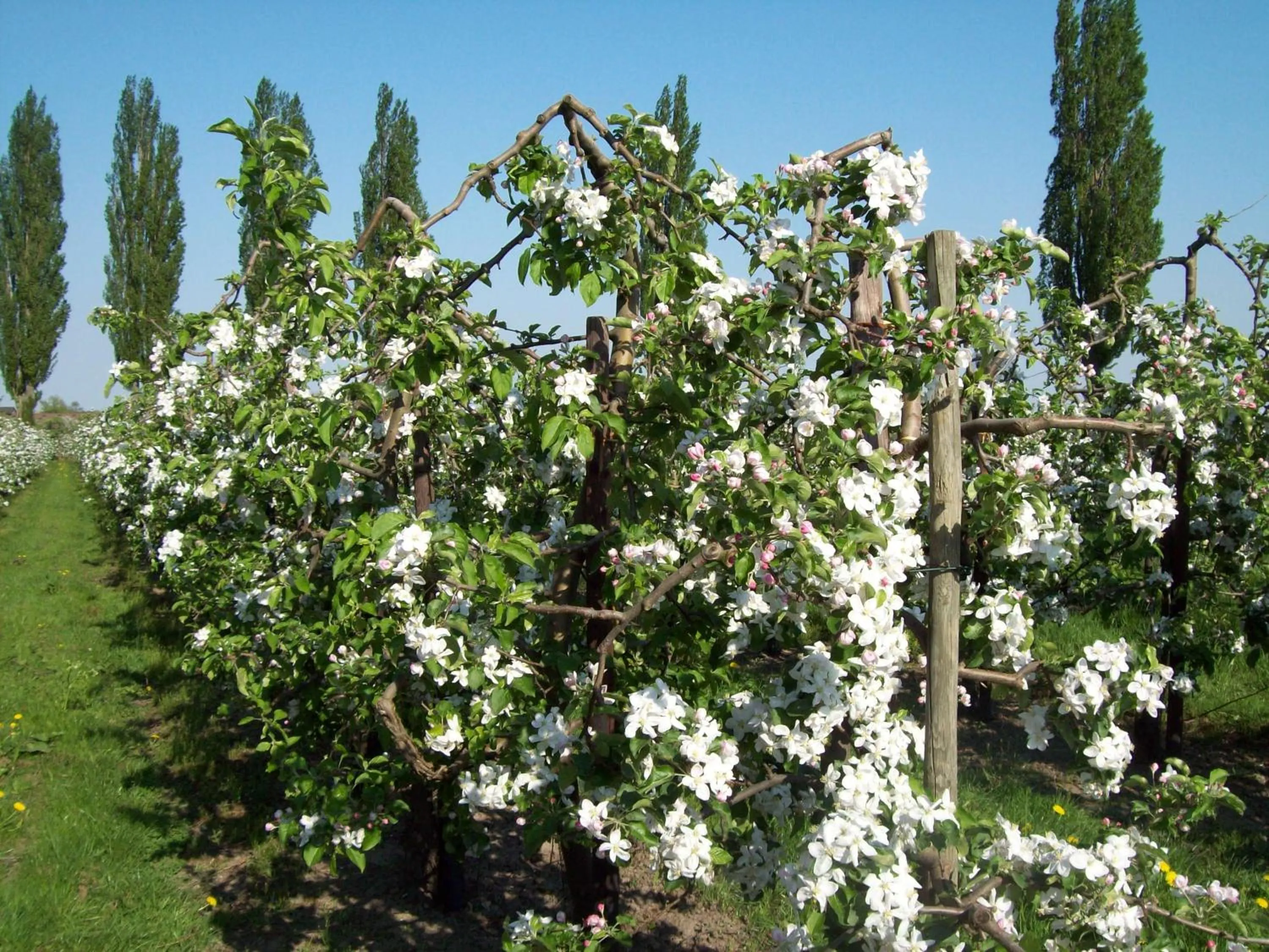 Garden in Bundt's Hotel & Gartenrestaurant