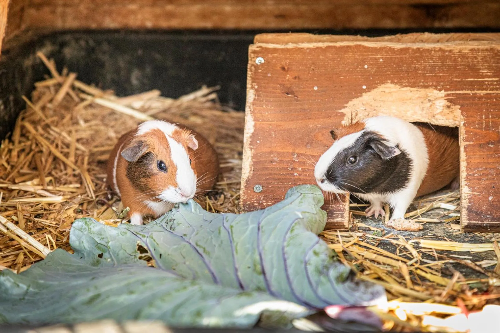 Animals in Haarlehenhof