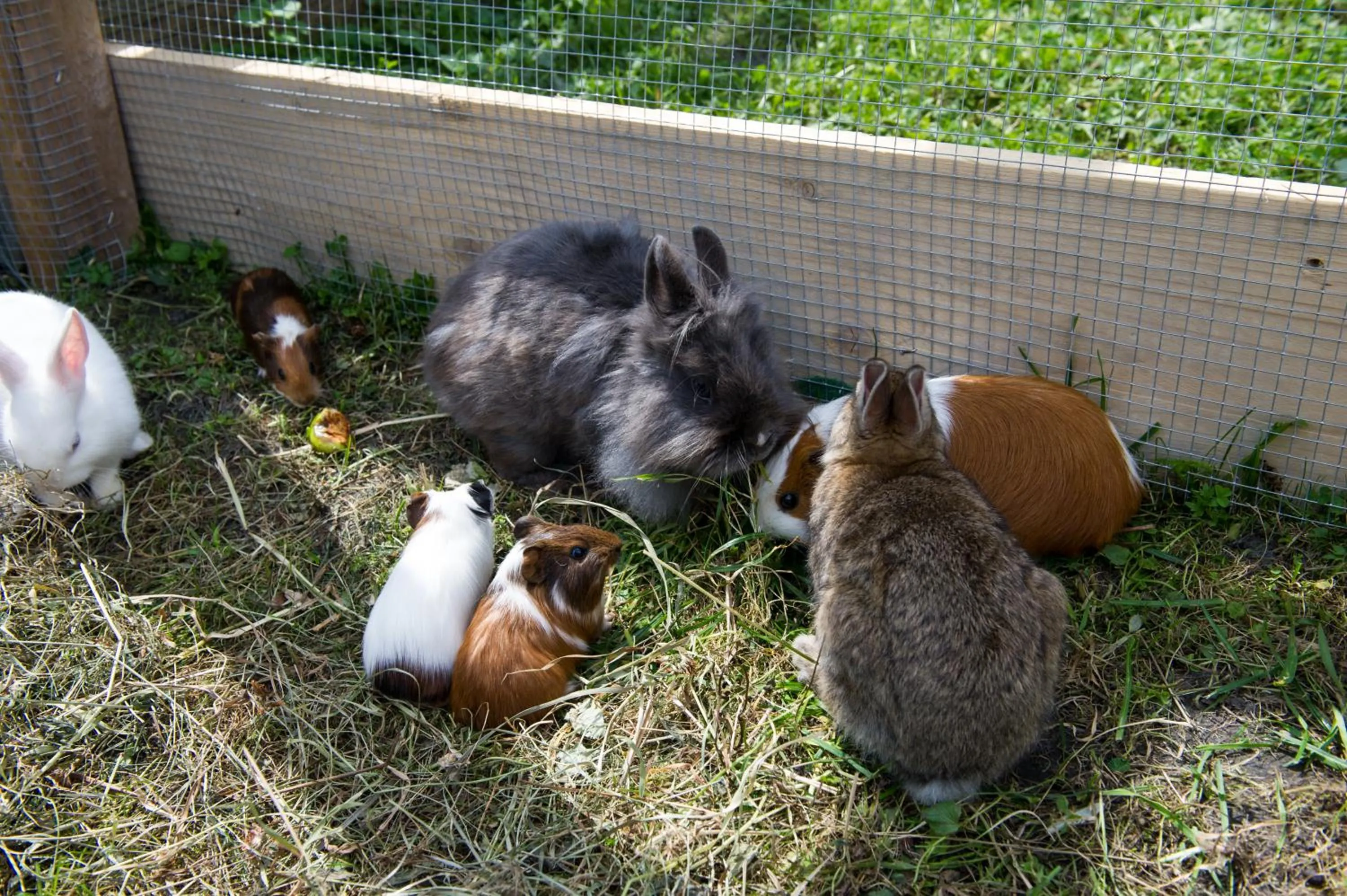 Pets in Haarlehenhof