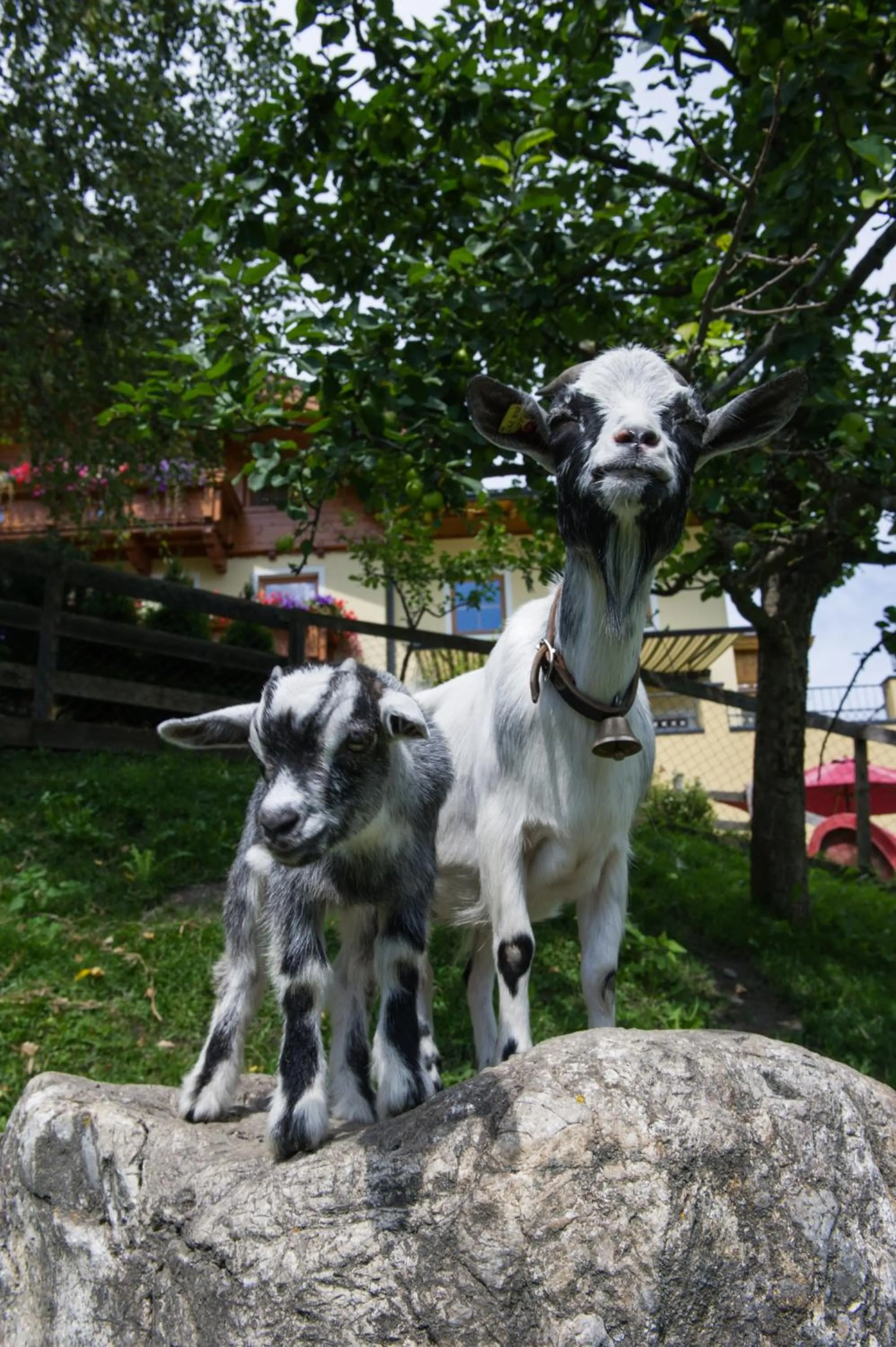 Pets in Haarlehenhof