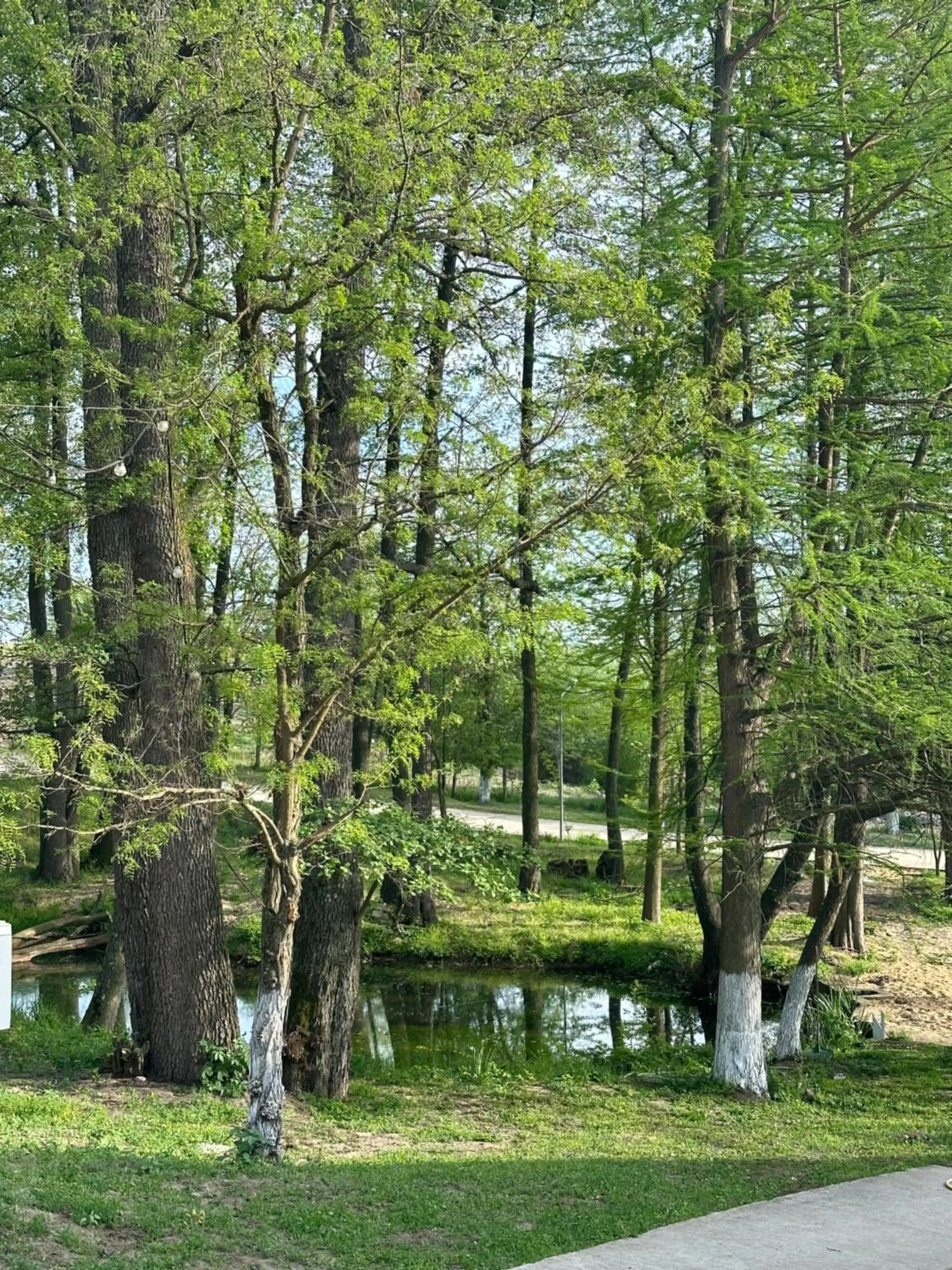Natural landscape in Resort Plaza Lake