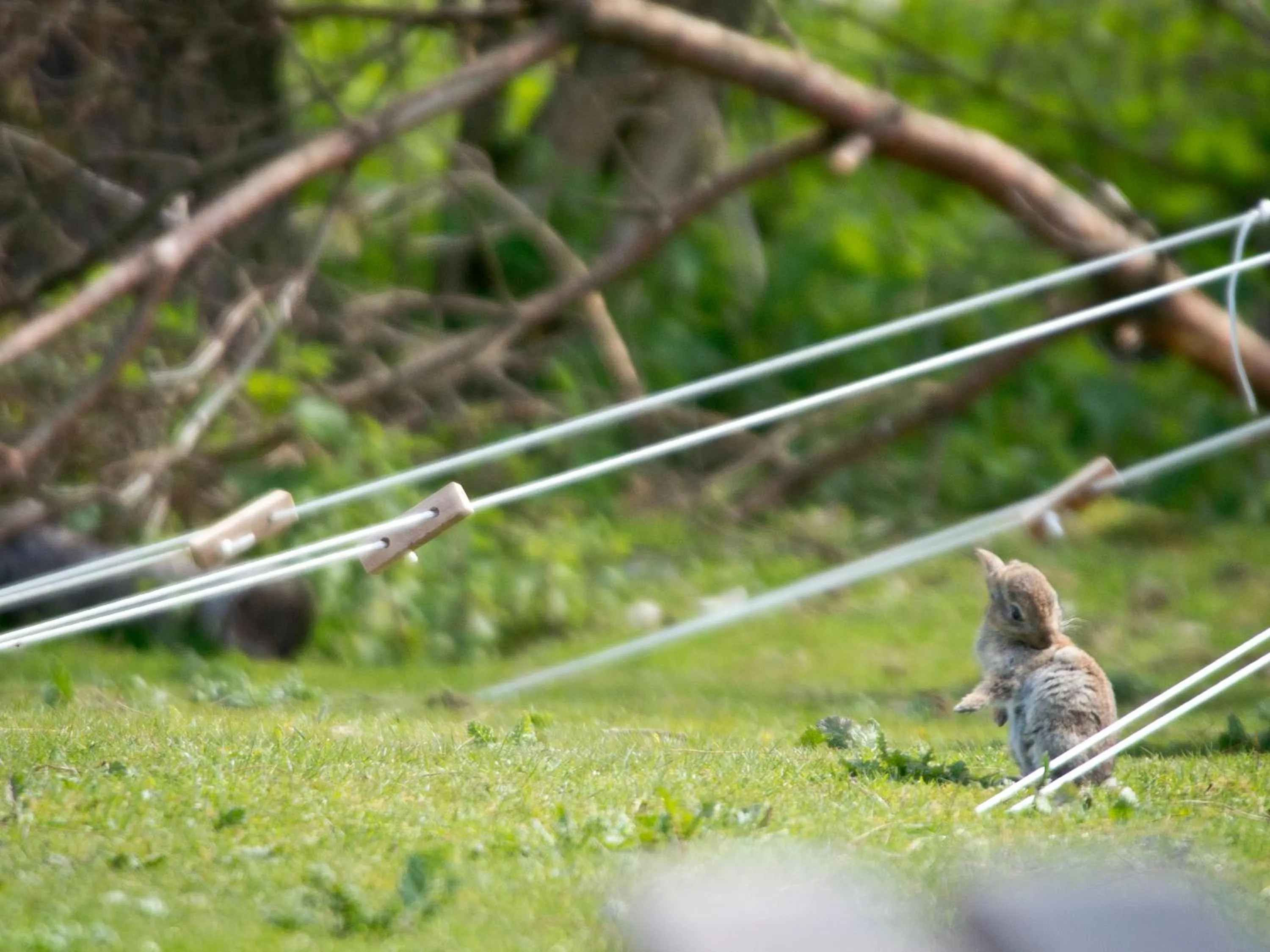 Animals in YHA Truleigh Hill