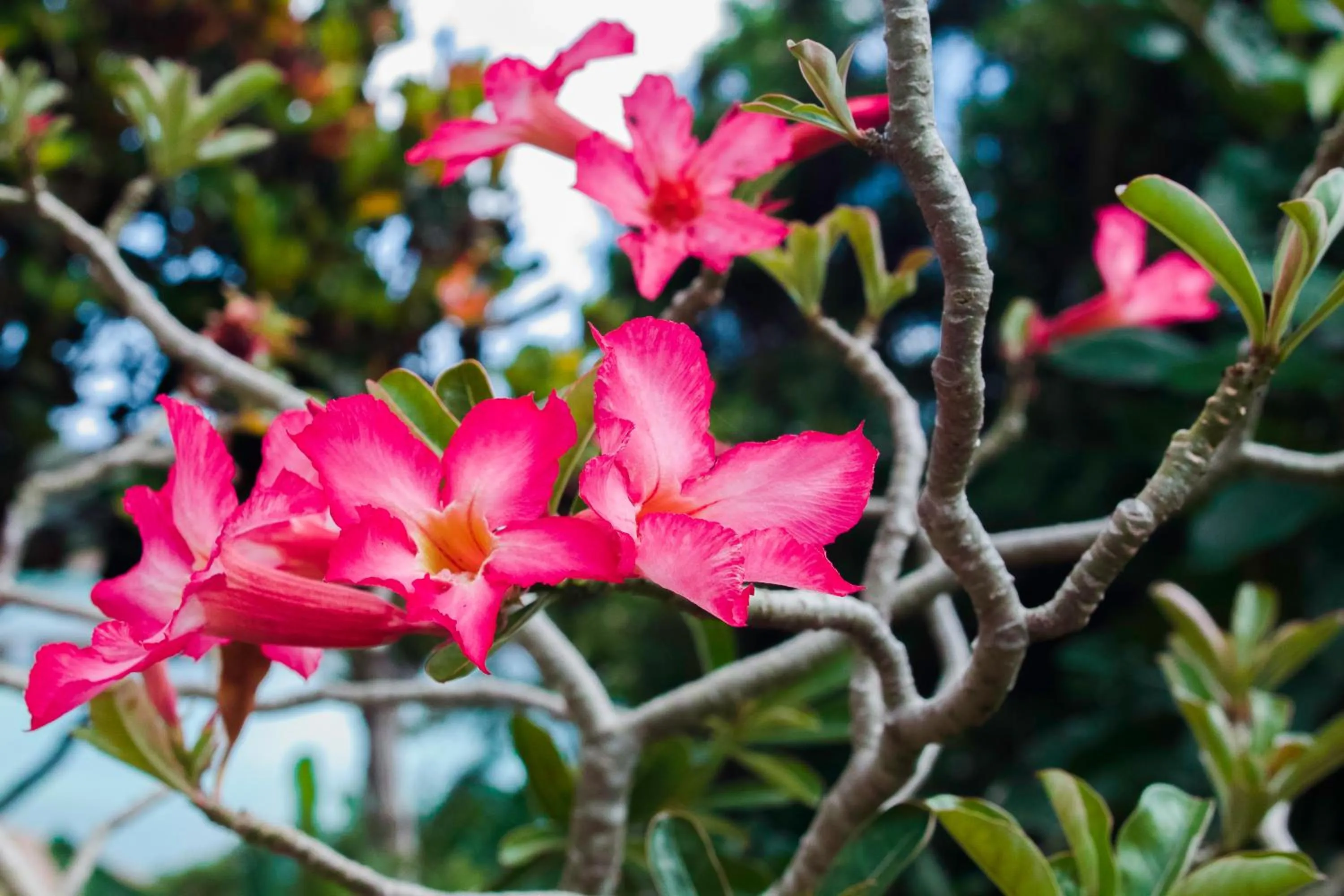 Garden in Colibri Hotel