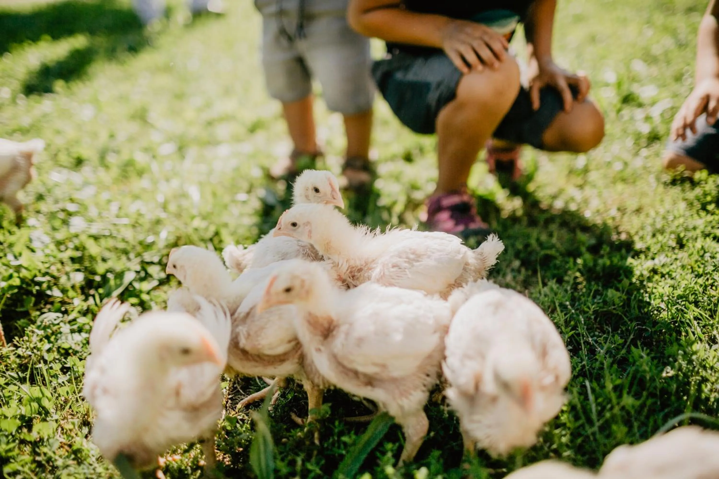 Animals in Weßner Hof Landhotel & Restaurant