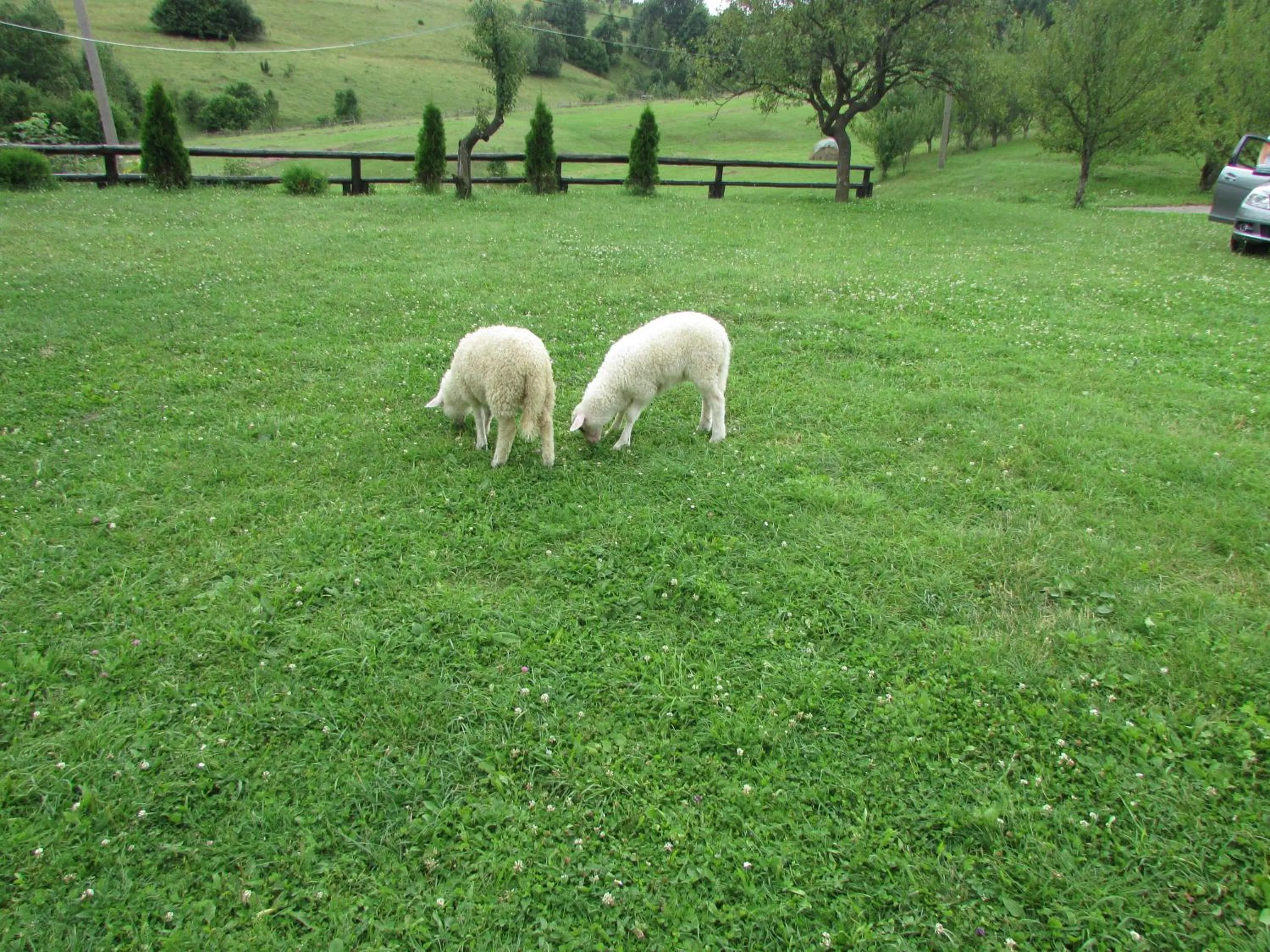 Animals in Pansion Breza