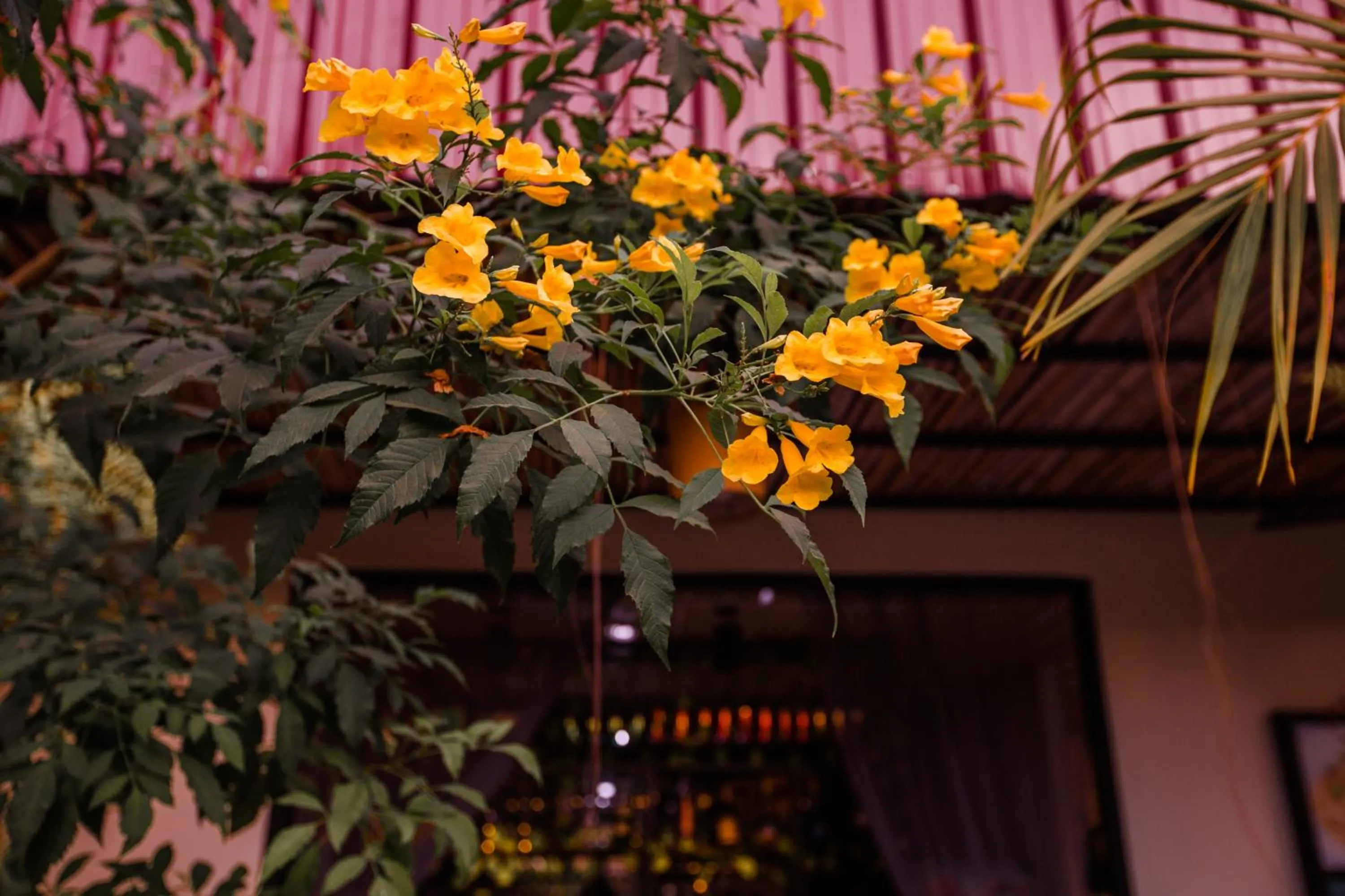 Garden view in The Sanctuary Villa Battambang