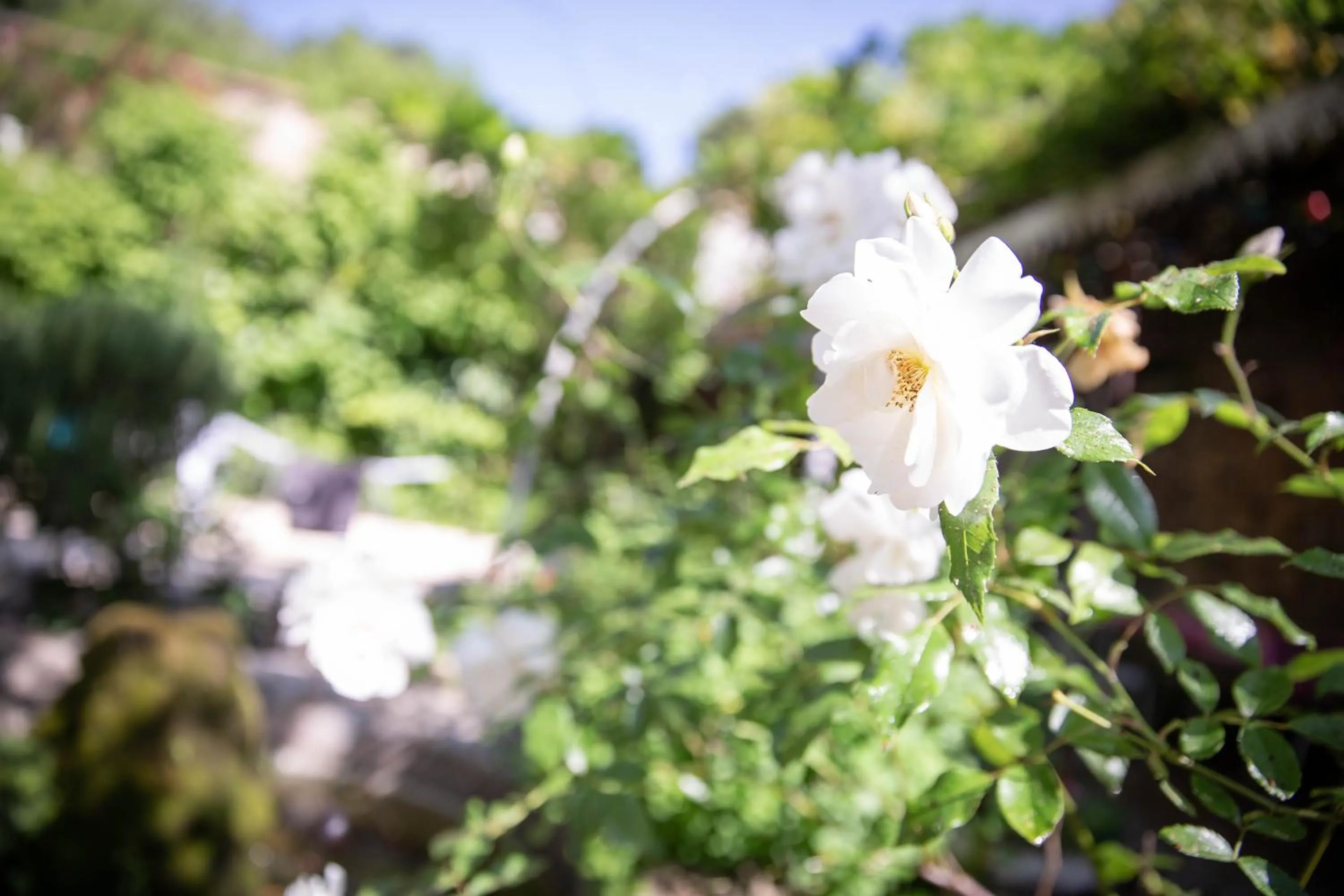 Garden in La Roseraie