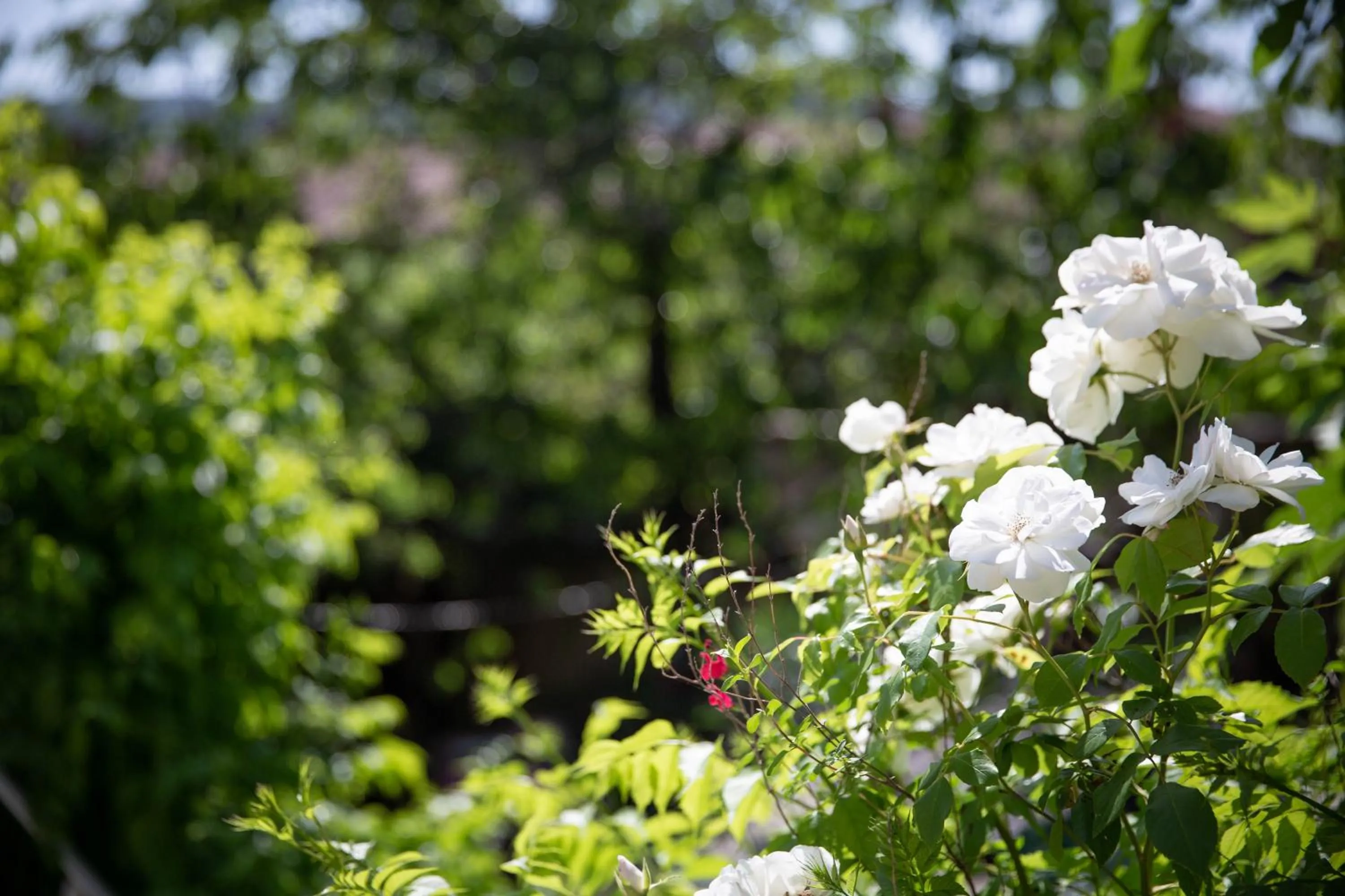 Garden in La Roseraie