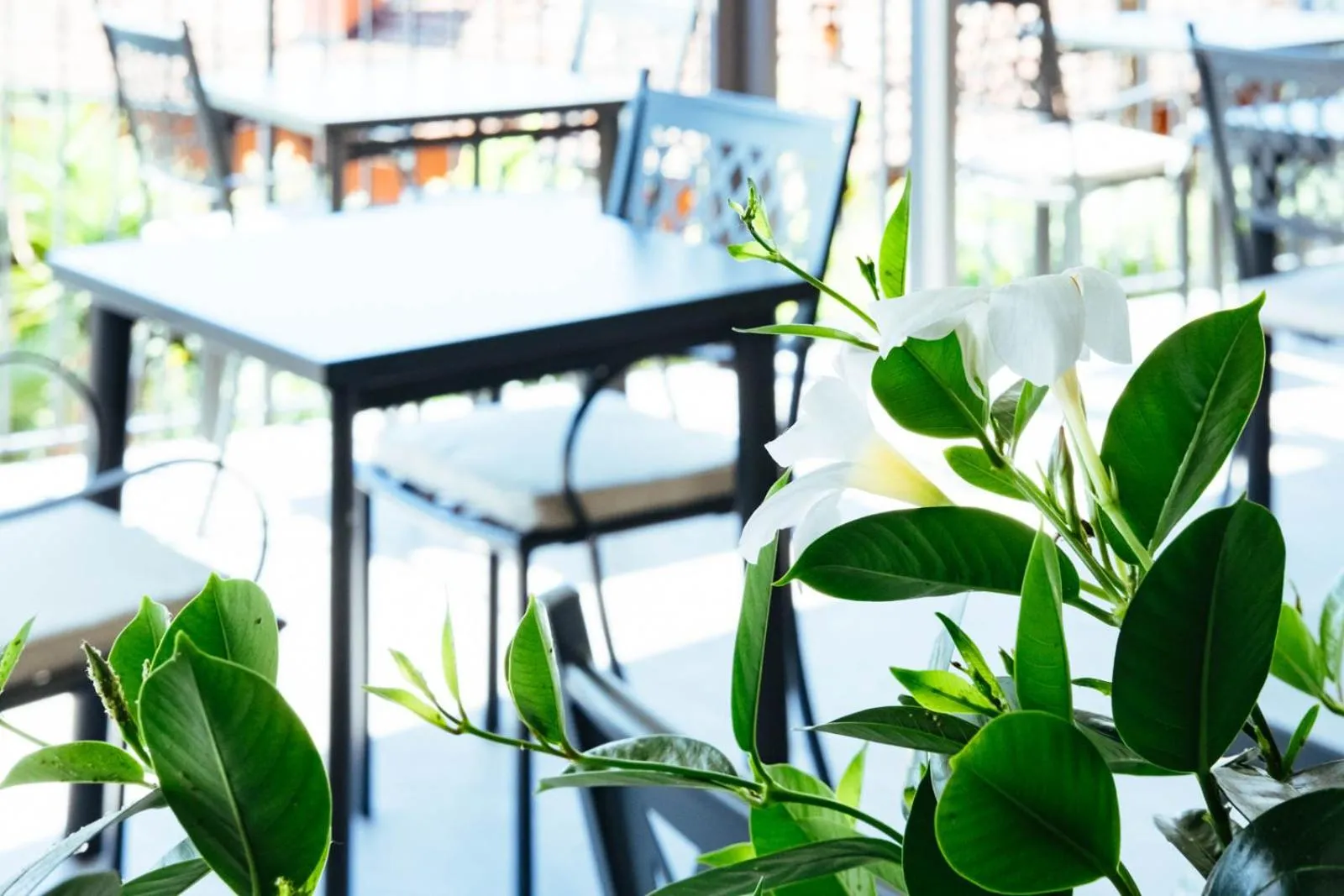 Balcony/Terrace in Hotel Sole