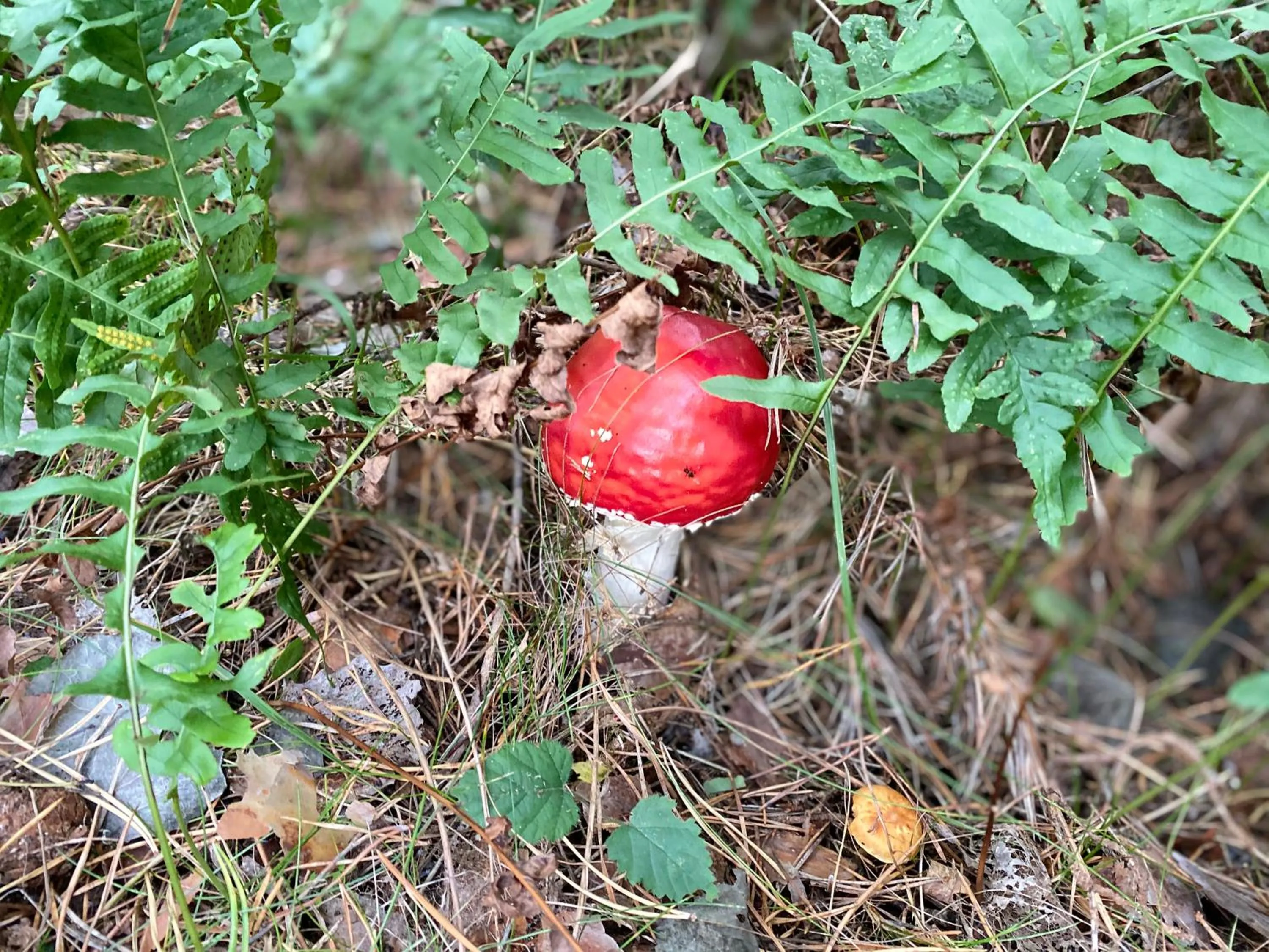 Activities in Pension & Ferienwohnungen Schneidereit