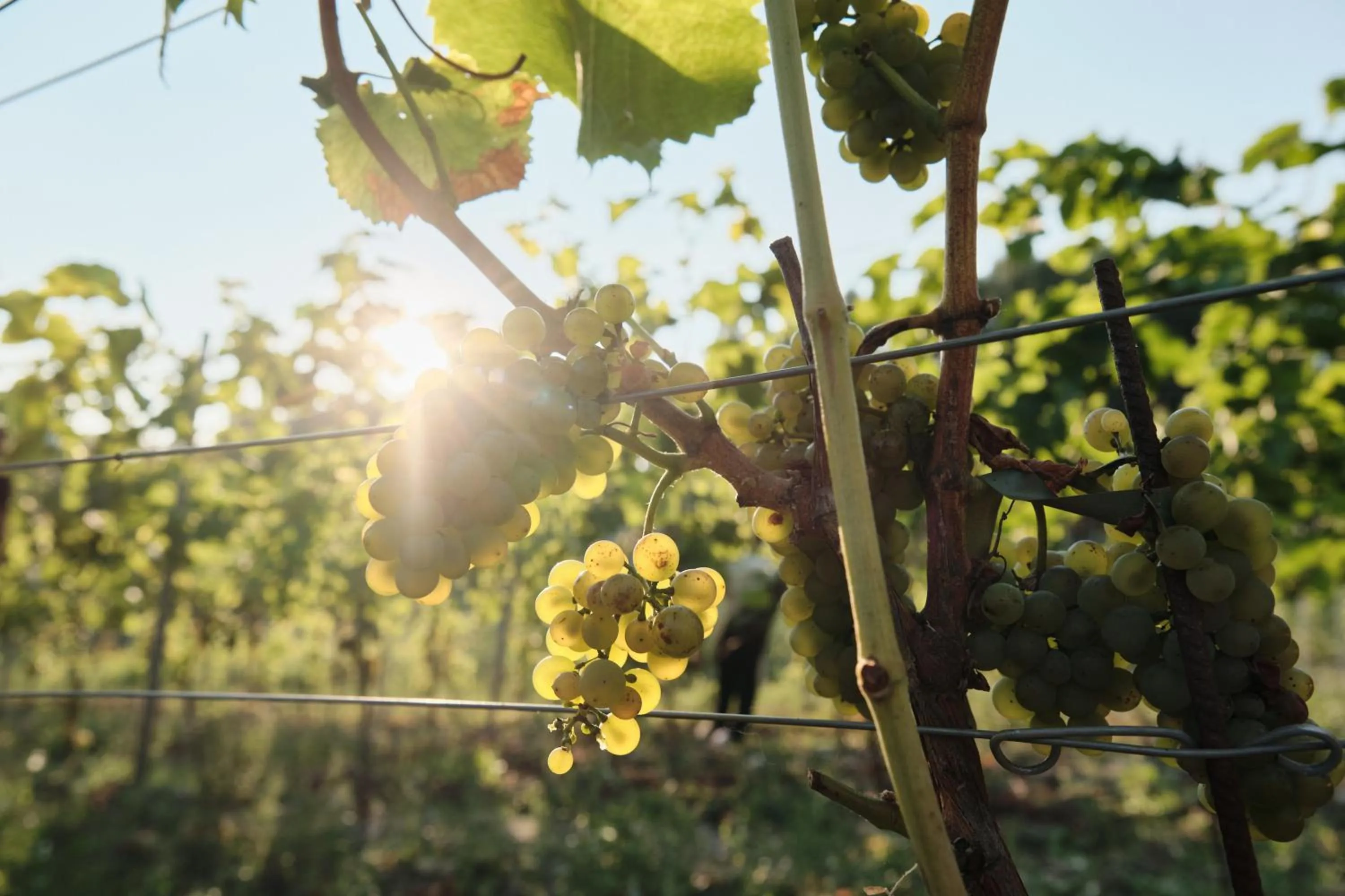Garden in Poziom 511 Jura Wellness Hotel & Spa