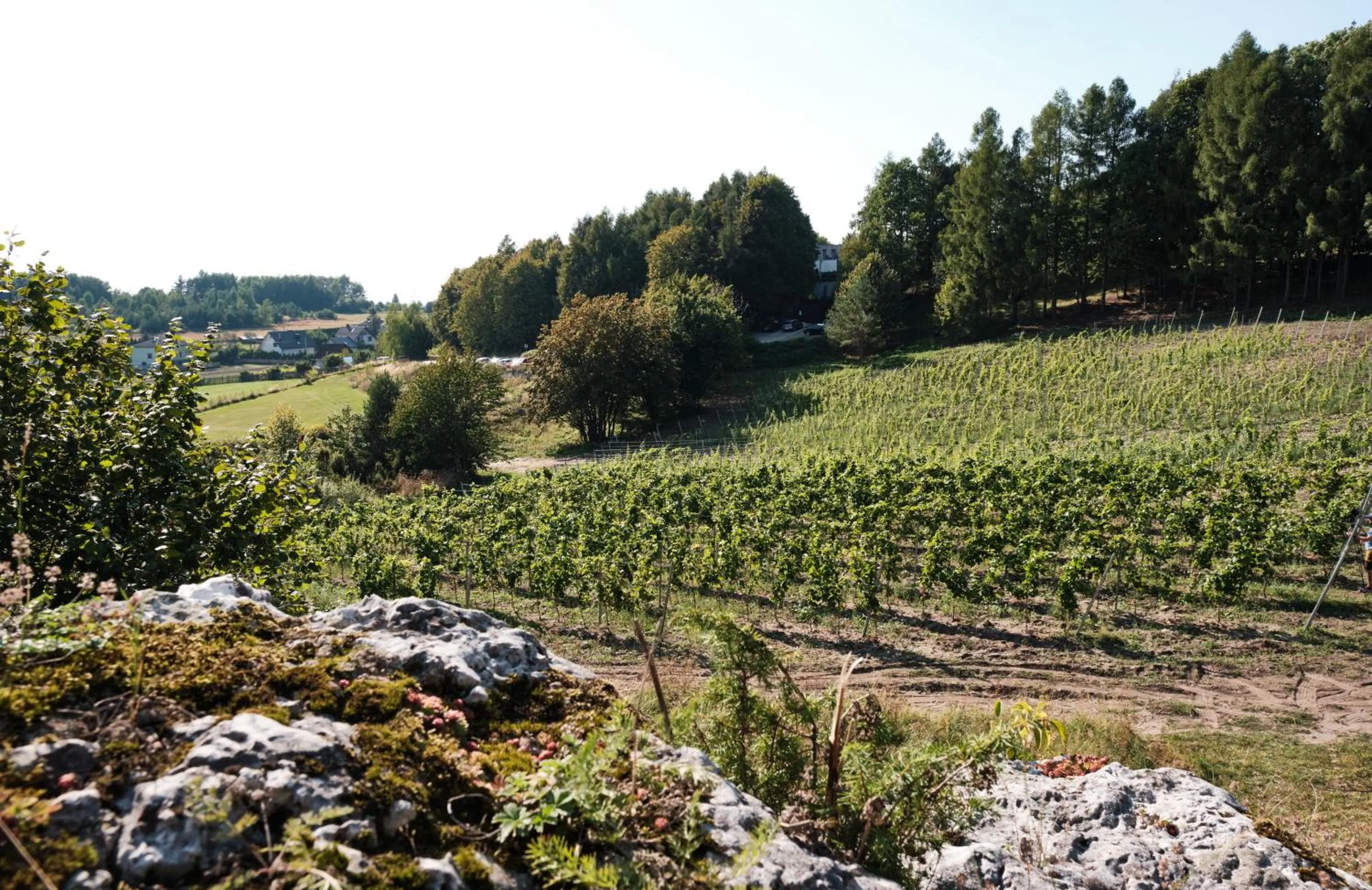 Natural landscape in Poziom 511 Jura Wellness Hotel & Spa