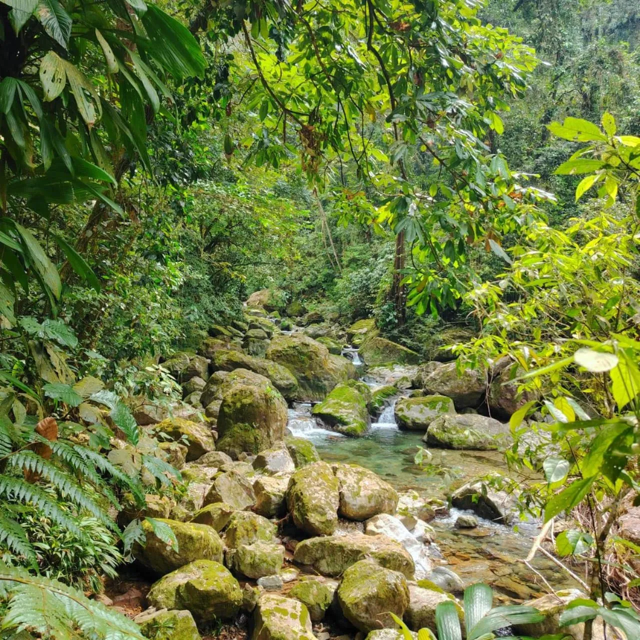 River view in The Lodge at Pico Bonito