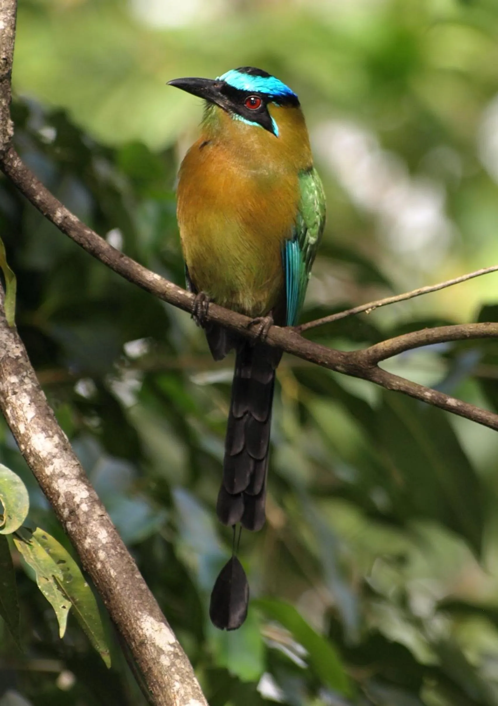 Animals in The Lodge at Pico Bonito