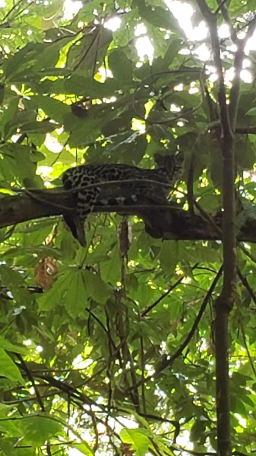 Natural landscape in The Lodge at Pico Bonito