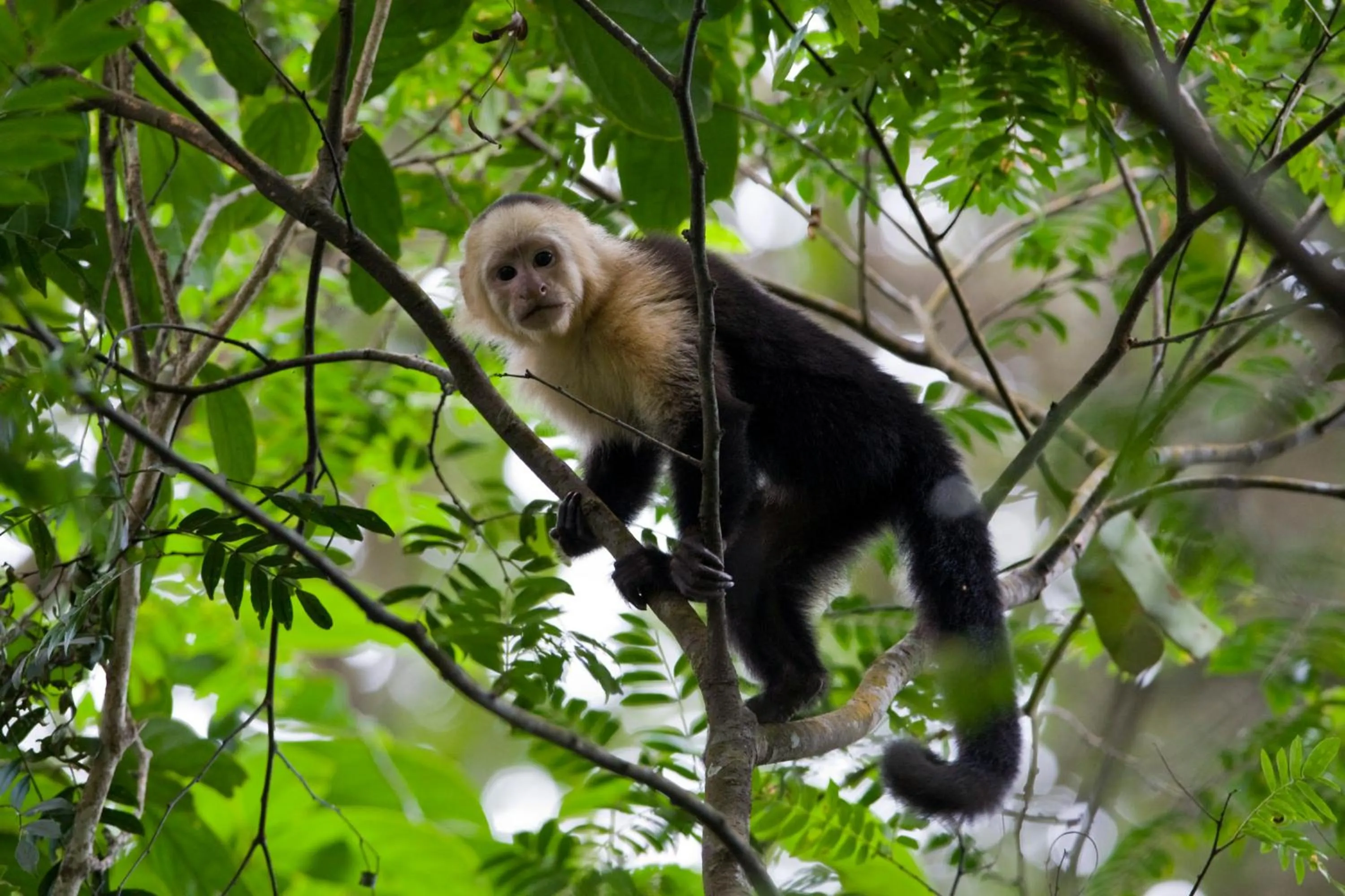 Animals in The Lodge at Pico Bonito