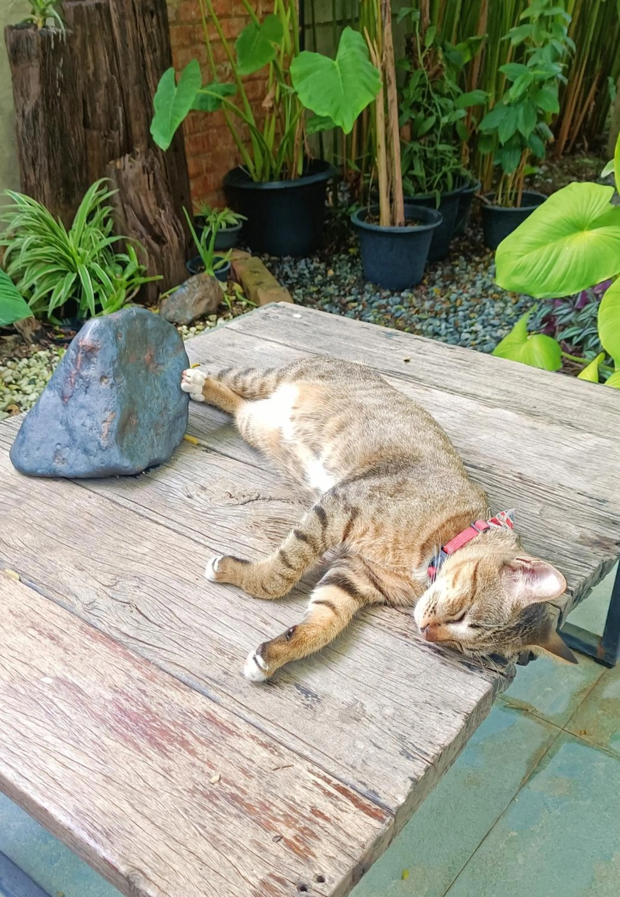 Baan Canalee (บ้านคานาลี)