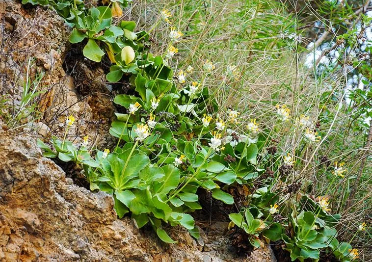 Spring in Residence Martina