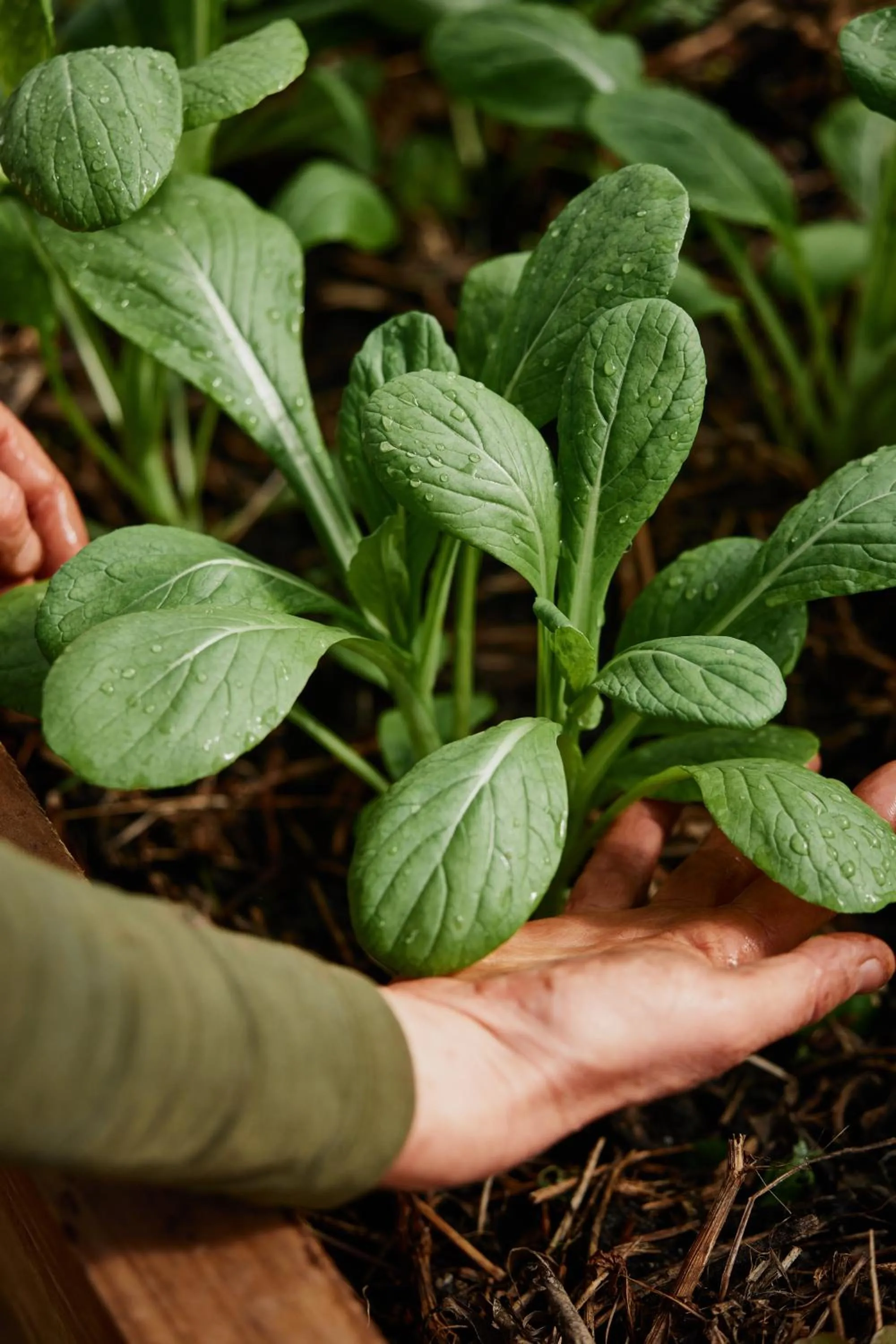 Restaurant/places to eat in Freycinet Resort