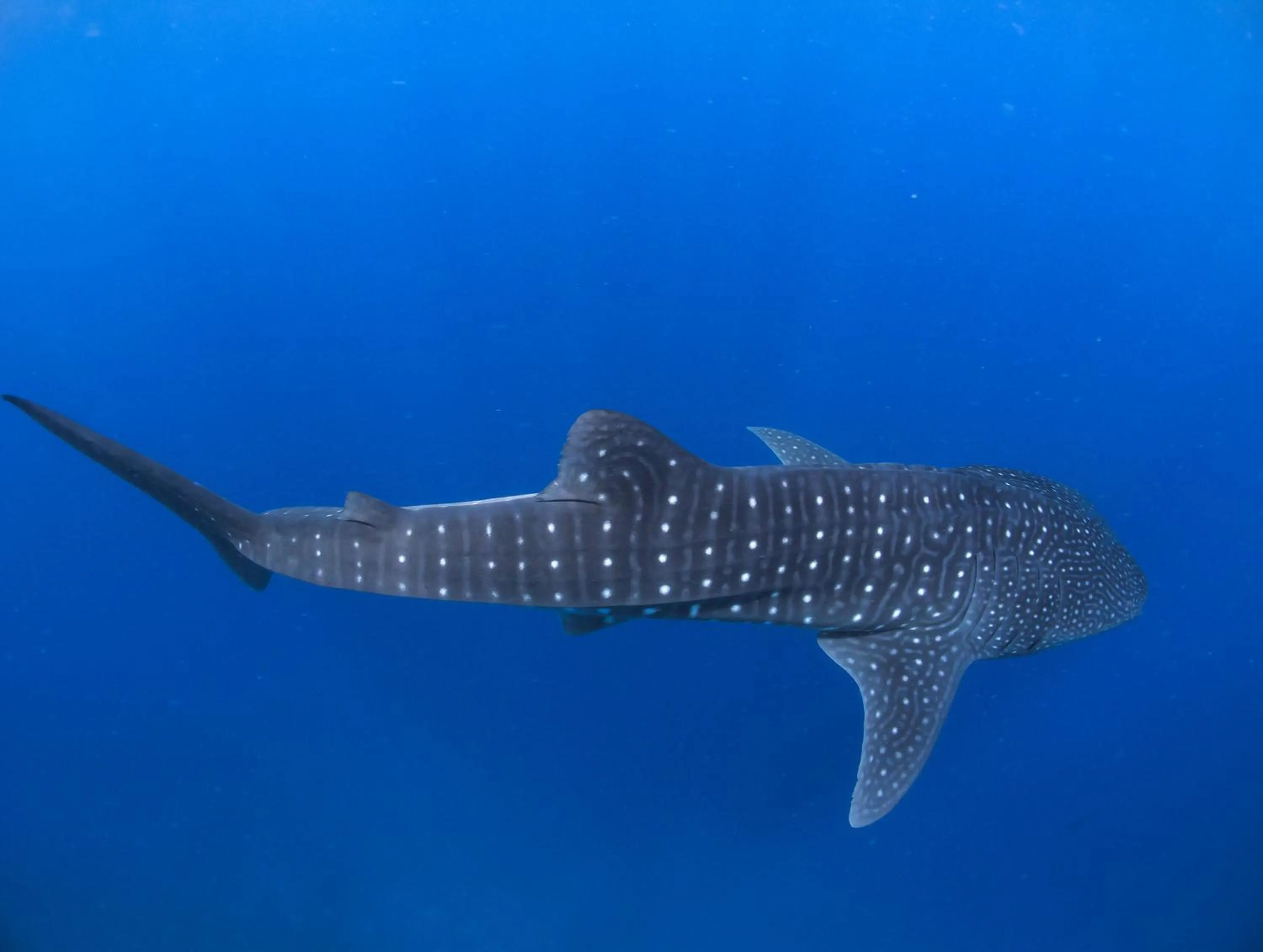 Snorkeling in Dhiguveli Maldives