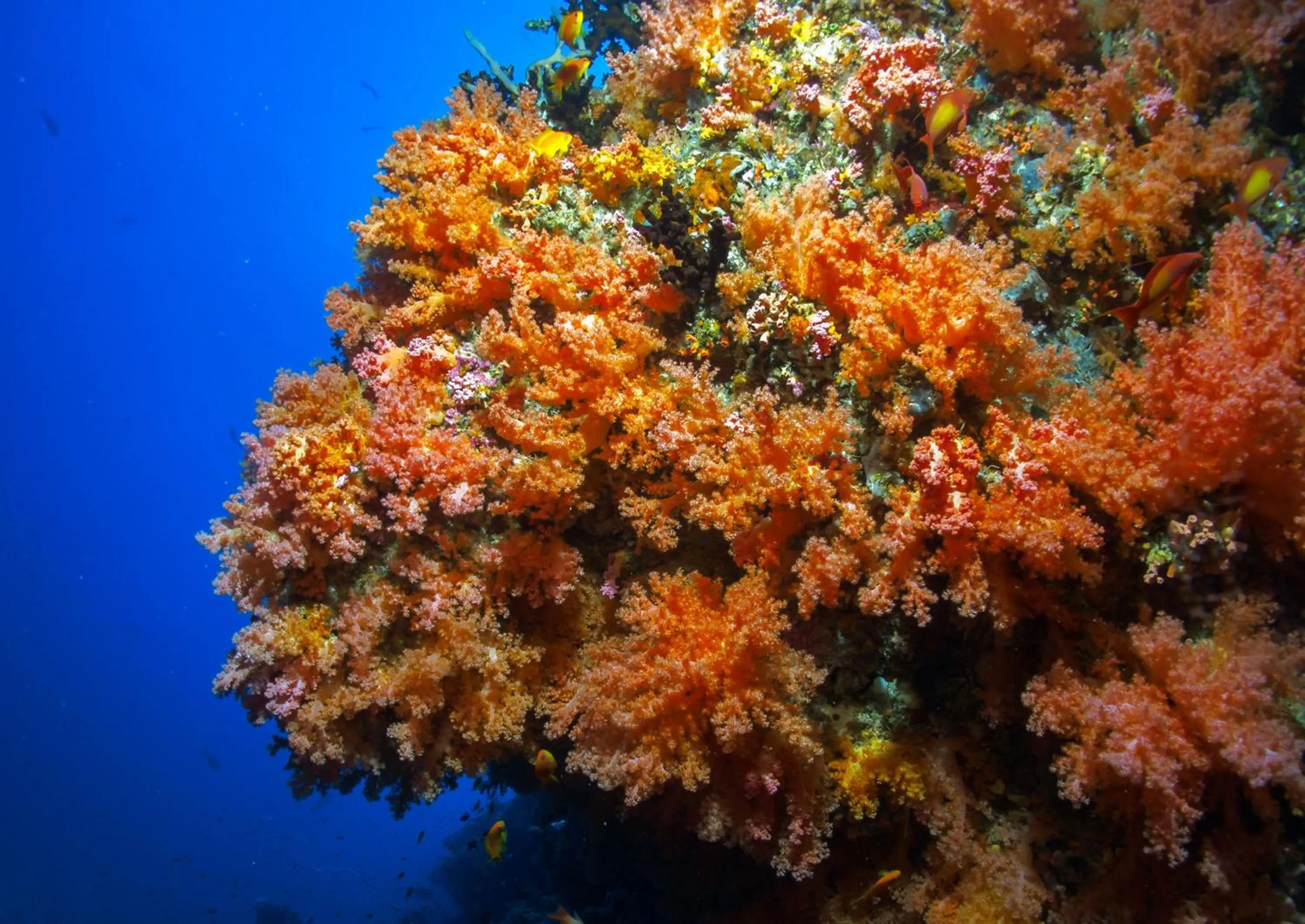 Snorkeling in Dhiguveli Maldives