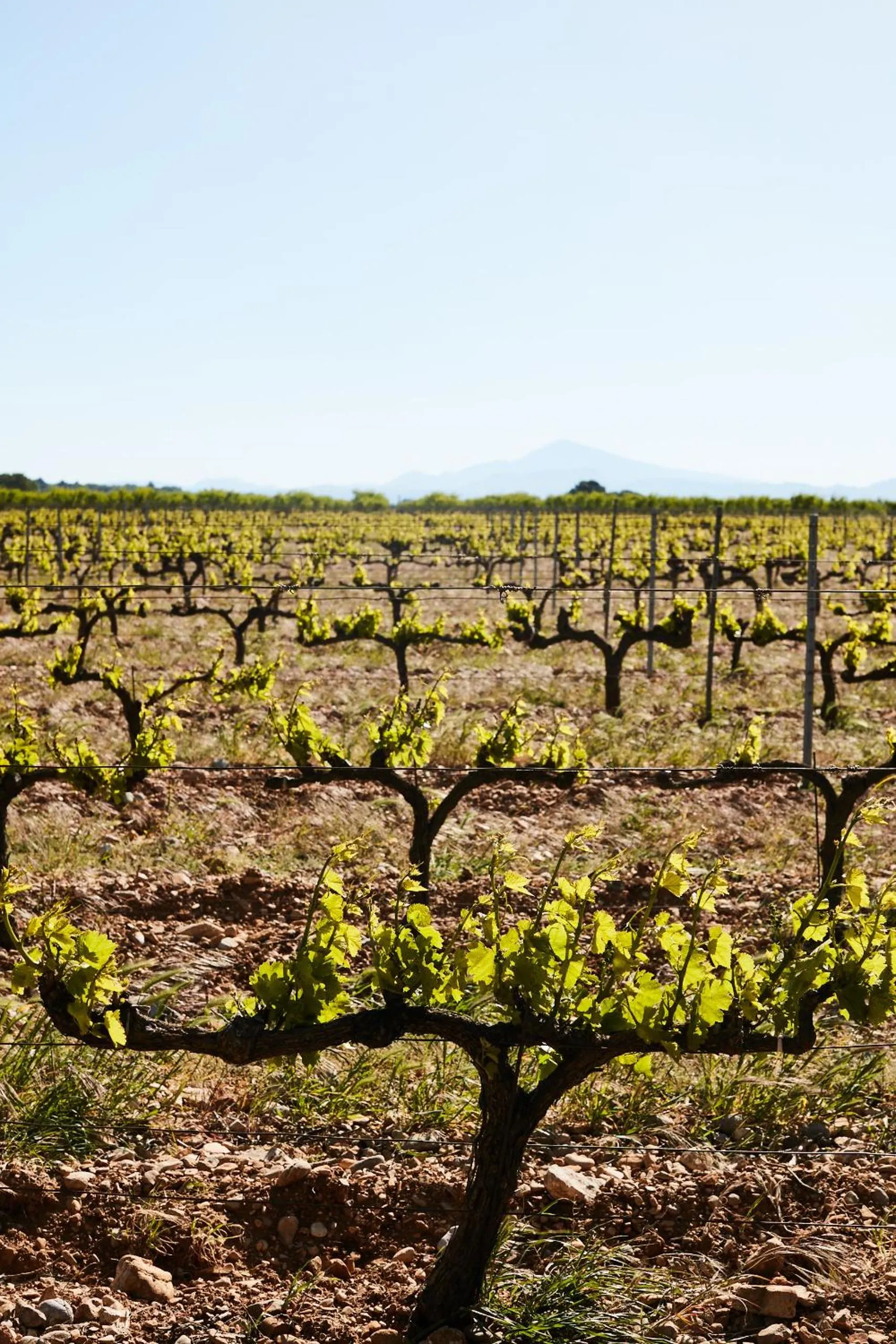 Natural landscape in Fontclaire en Provence