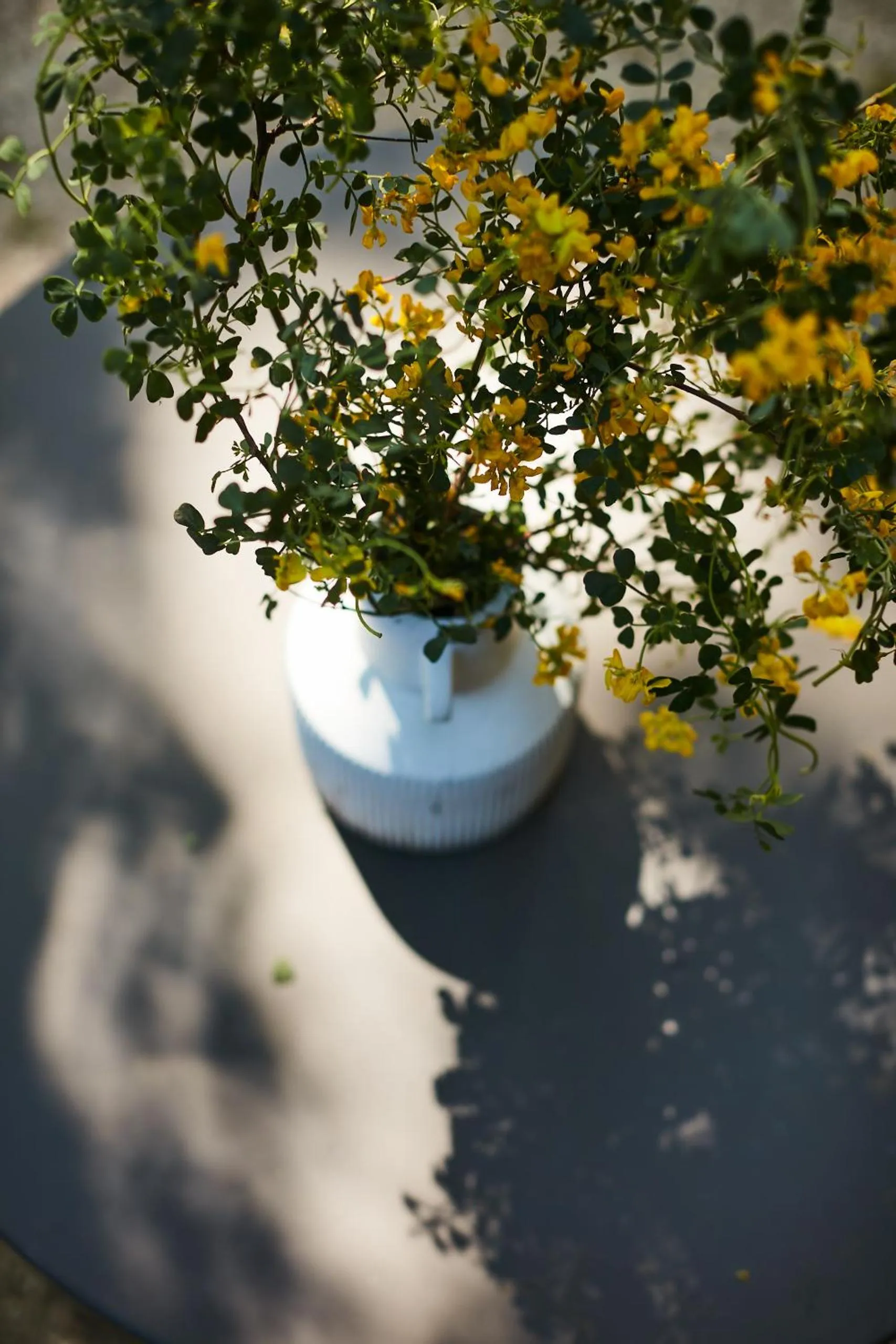 Garden in Fontclaire en Provence